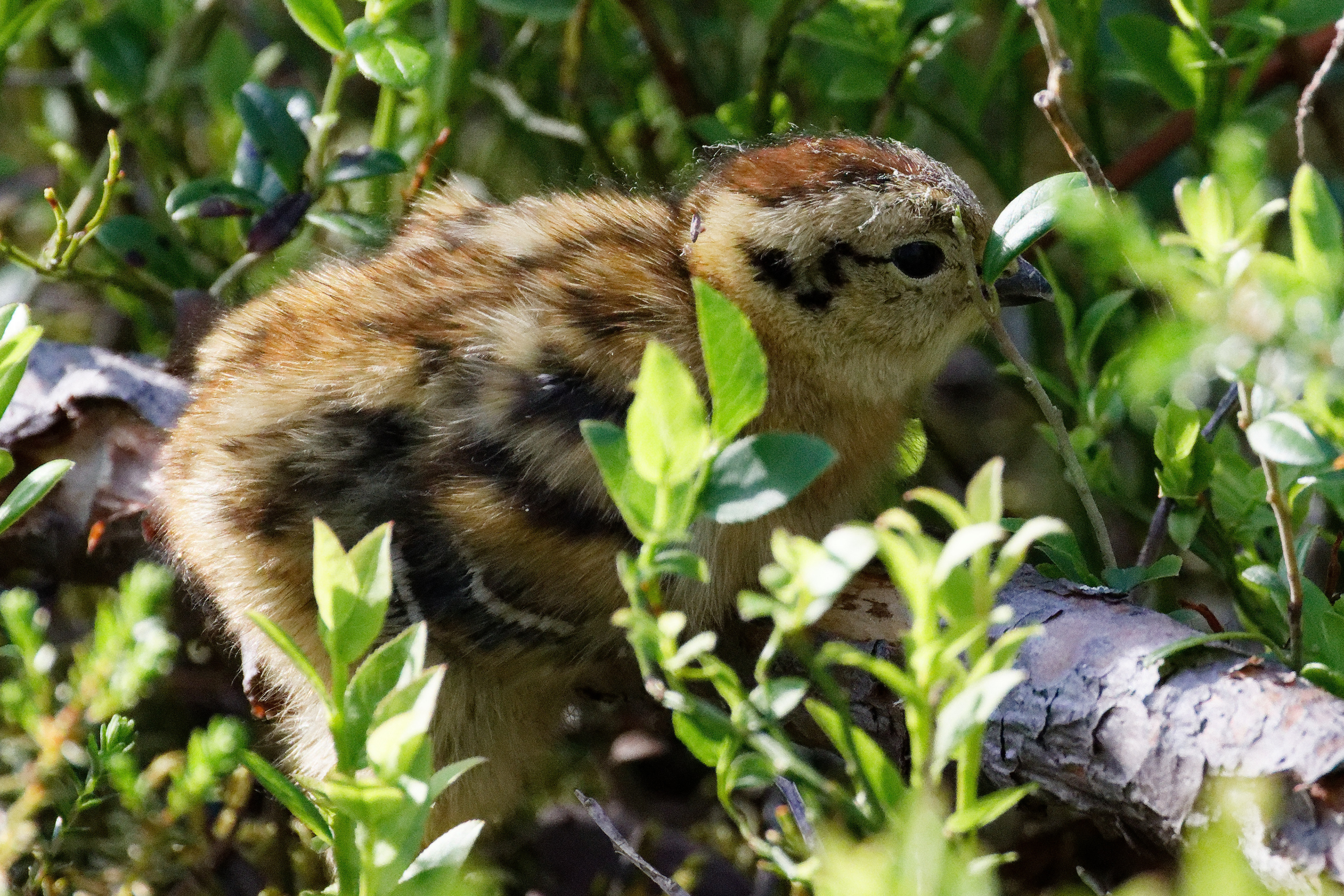 Lagopède des saules (poussin)