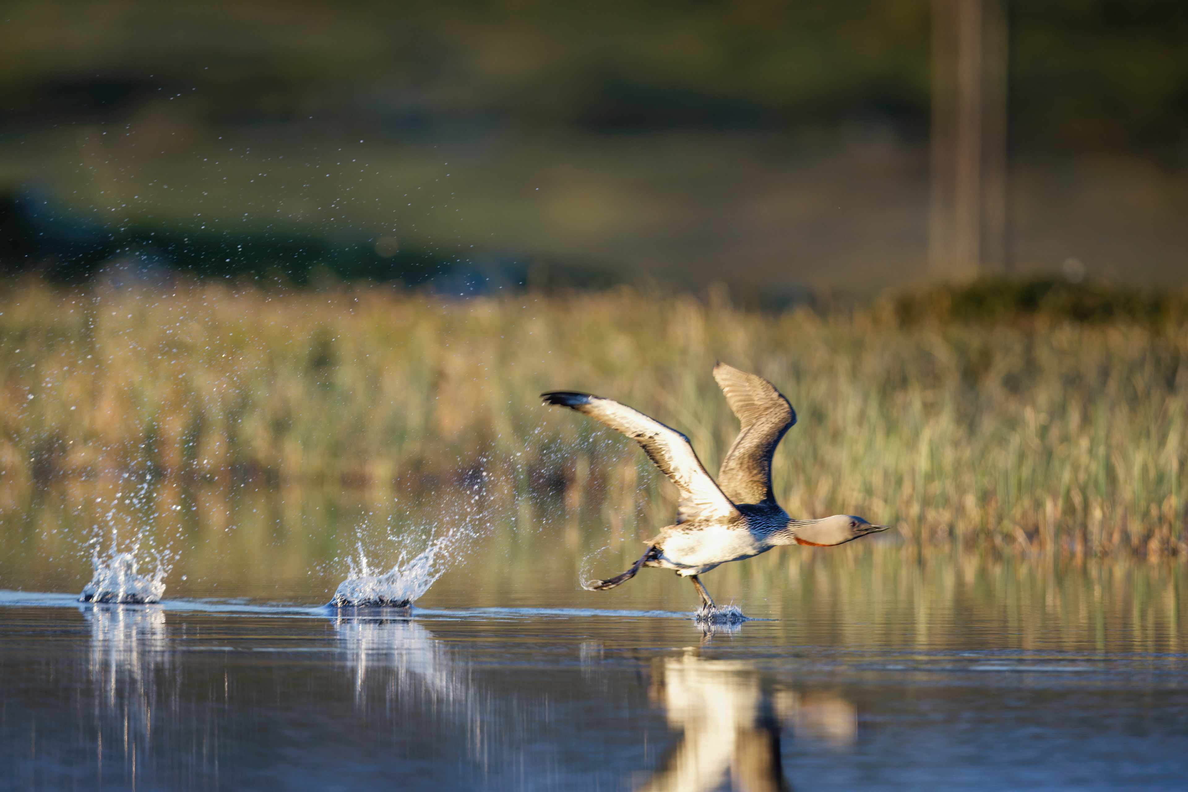 Plongeon catmarin