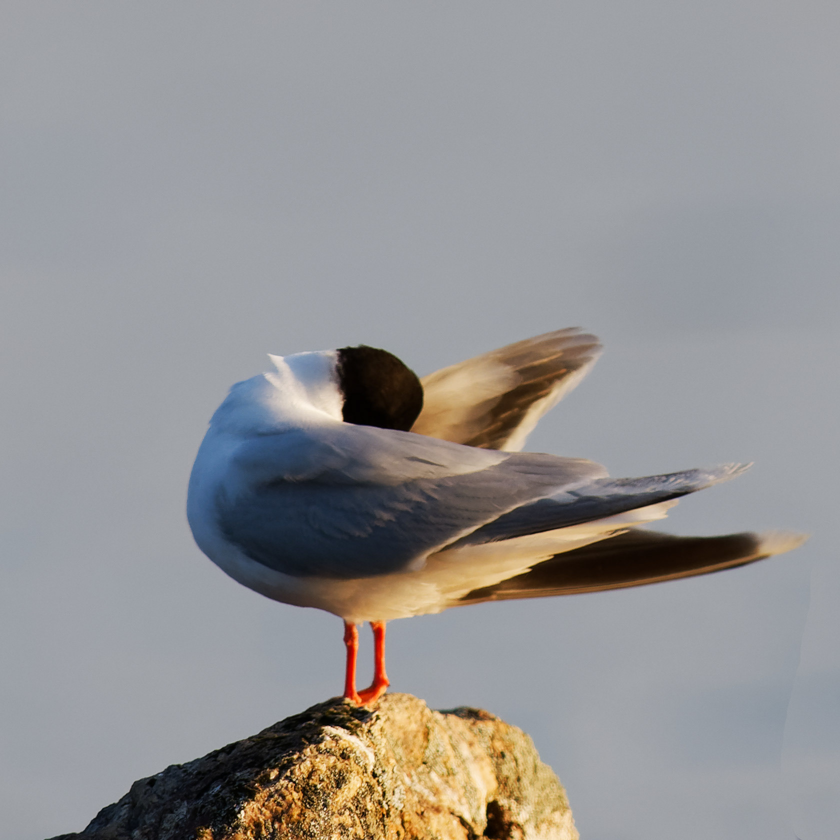 Mouette pygmée