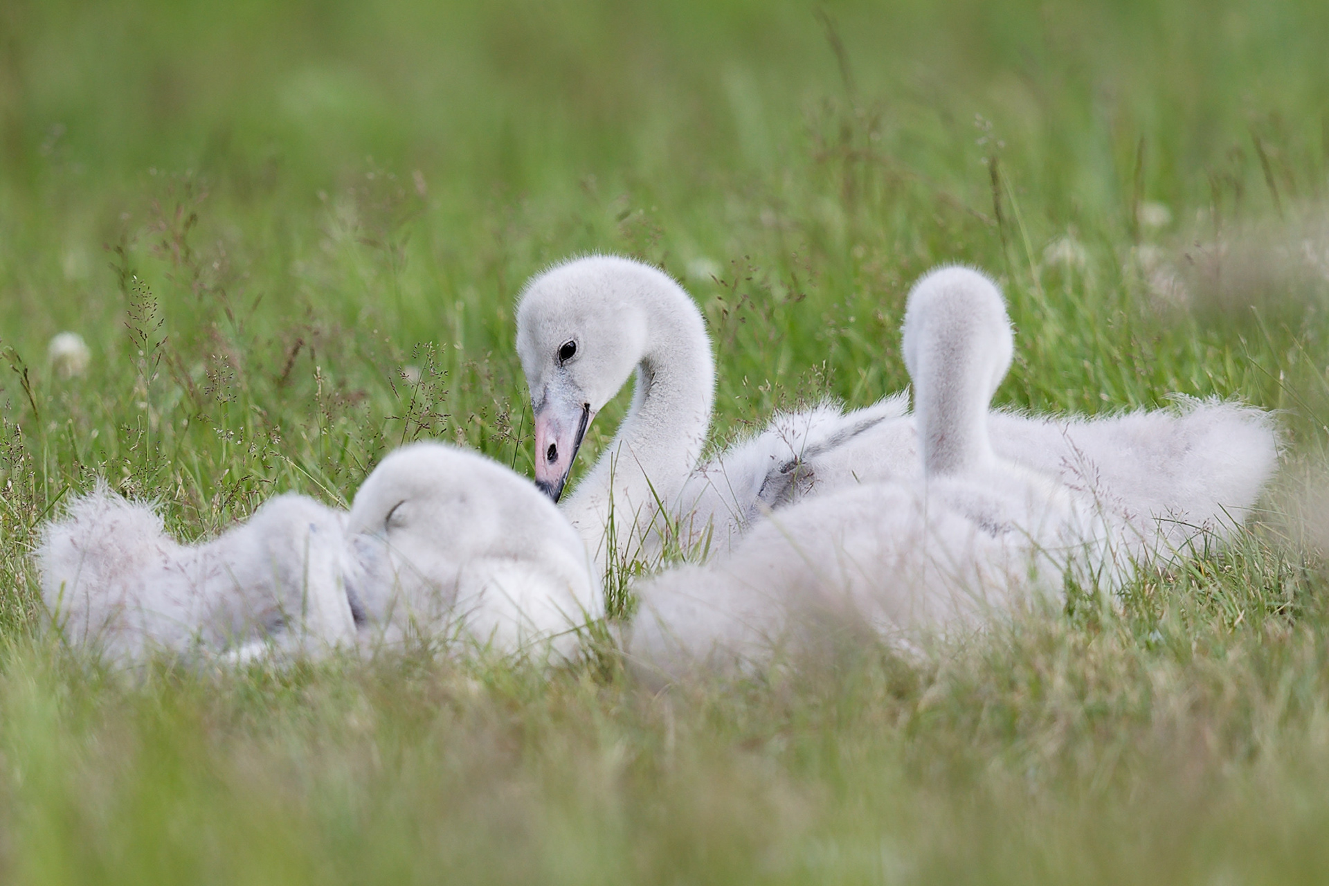 Cygne chanteur