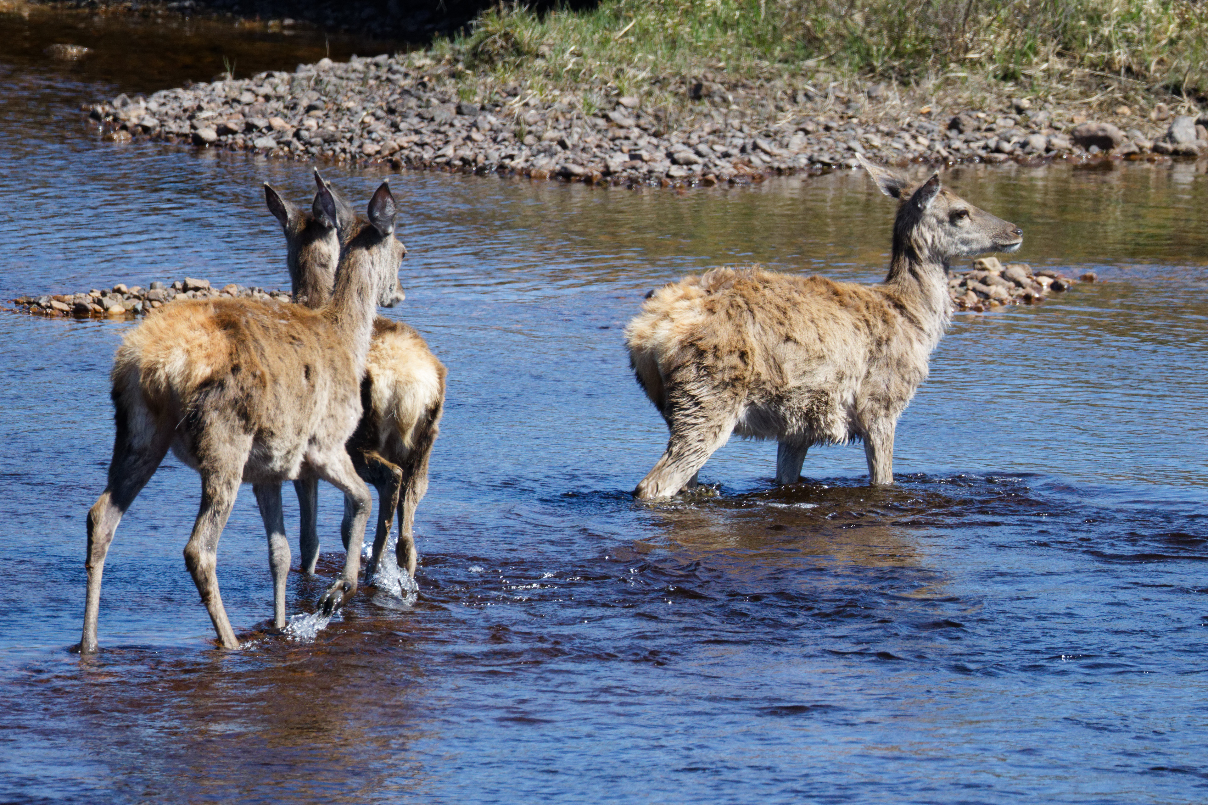 Cerf élaphe (biche)