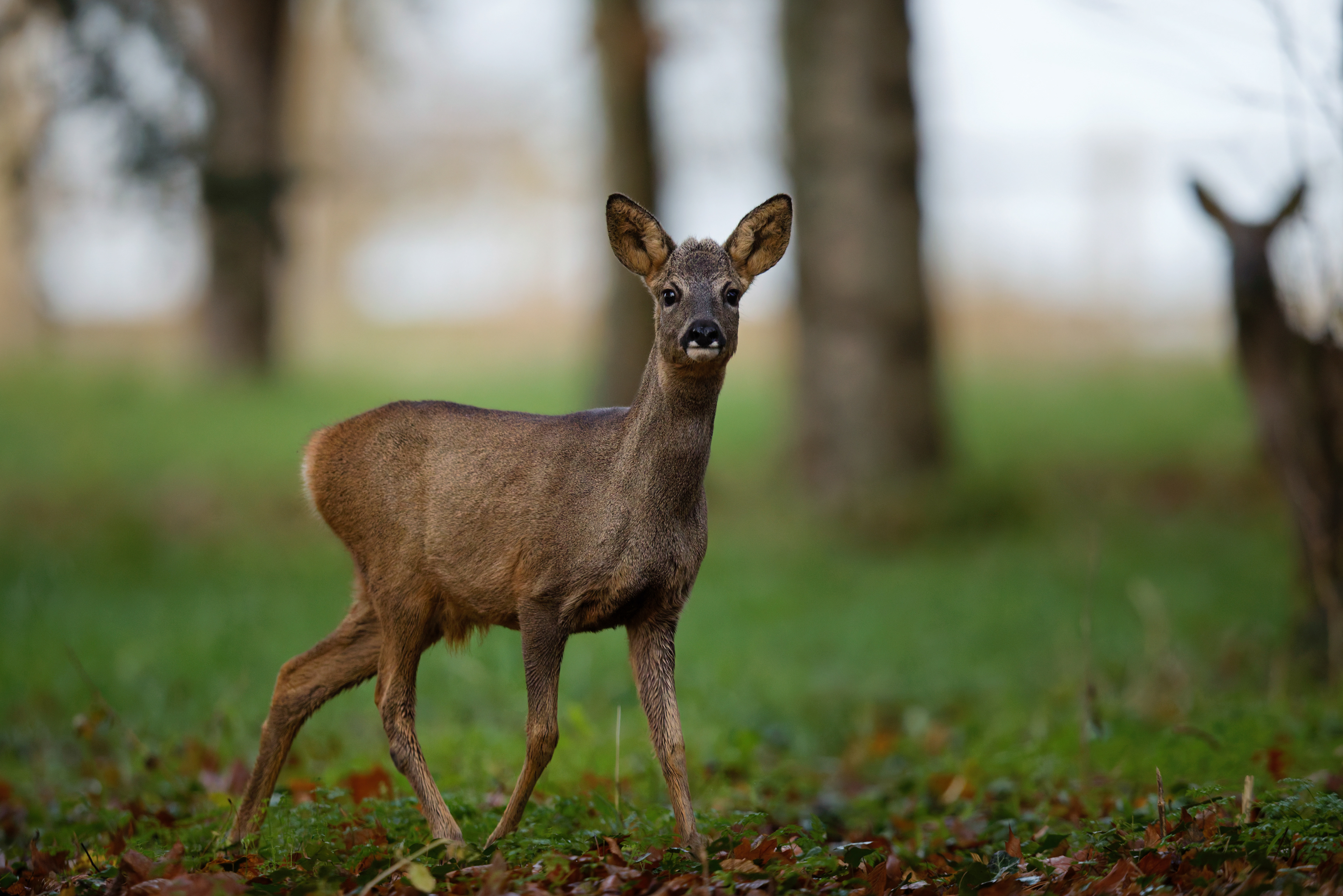 Jeune brocard (Chevreuil d'Europe mâle)