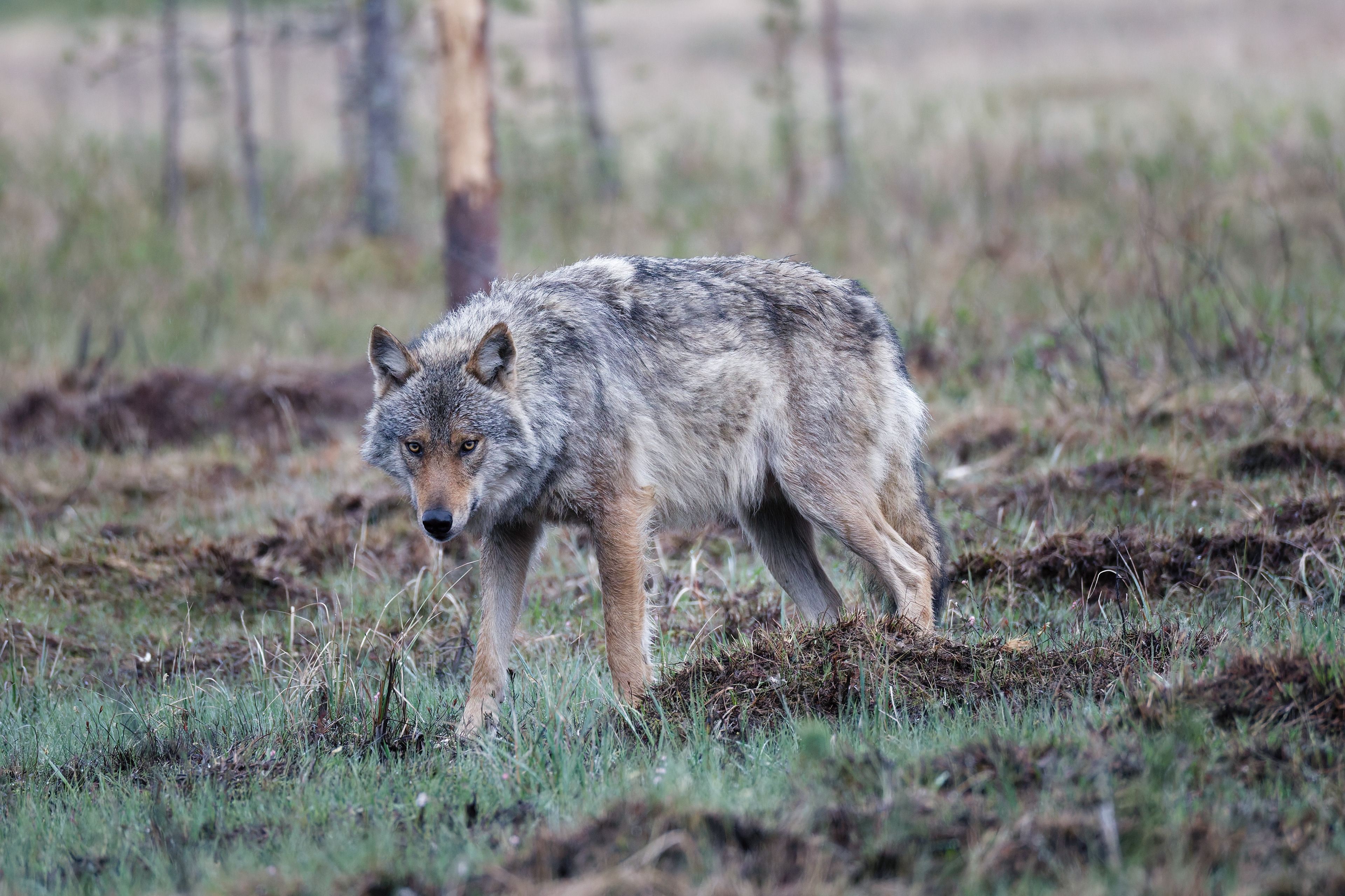 Loup gris