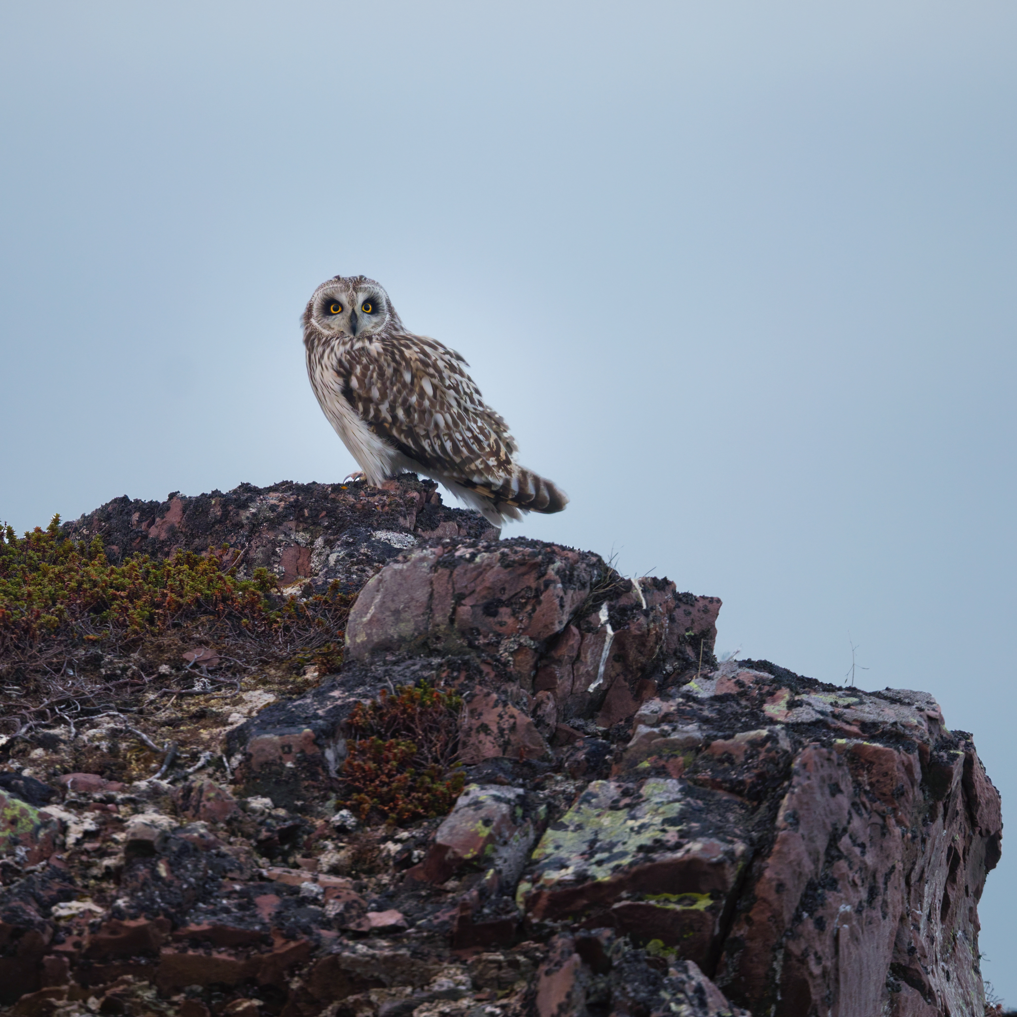 Hibou des marais
