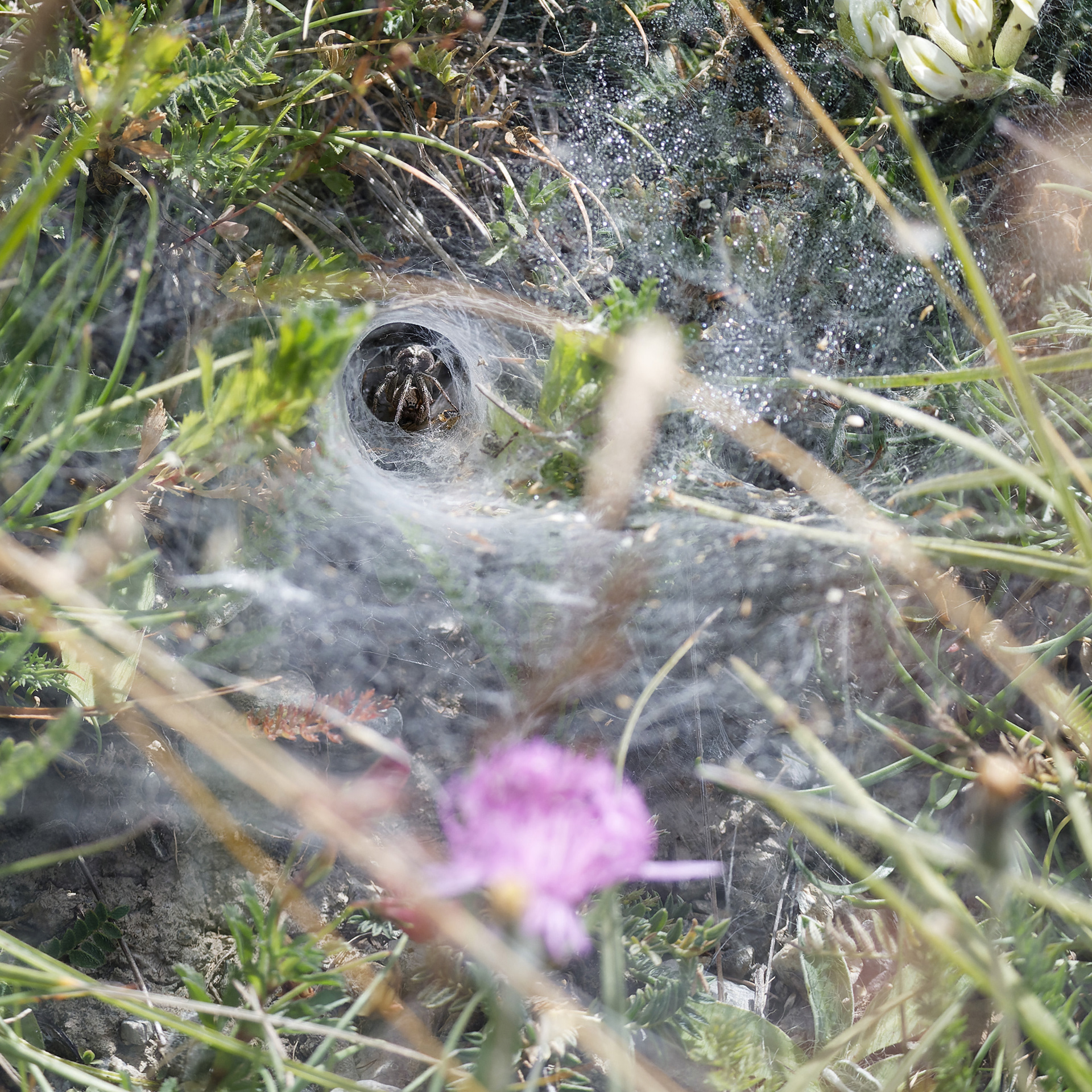 Agélène à labyrinthe