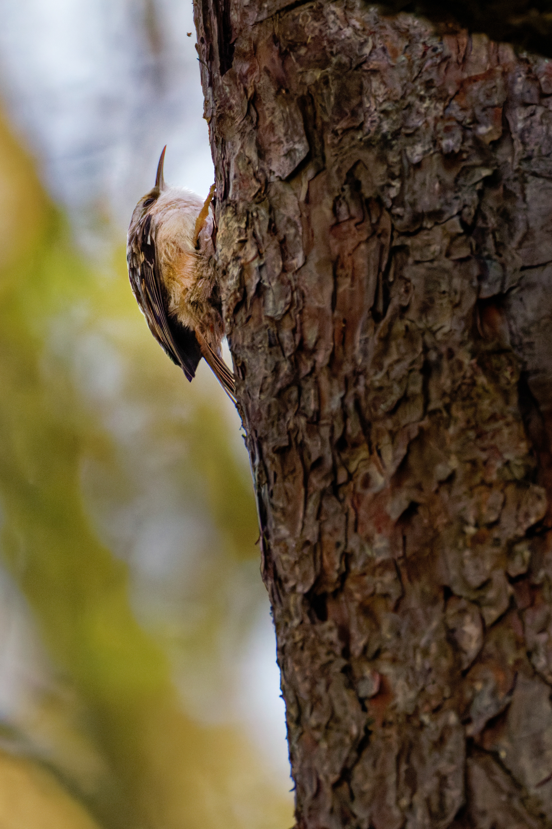 Grimpereau des jardins