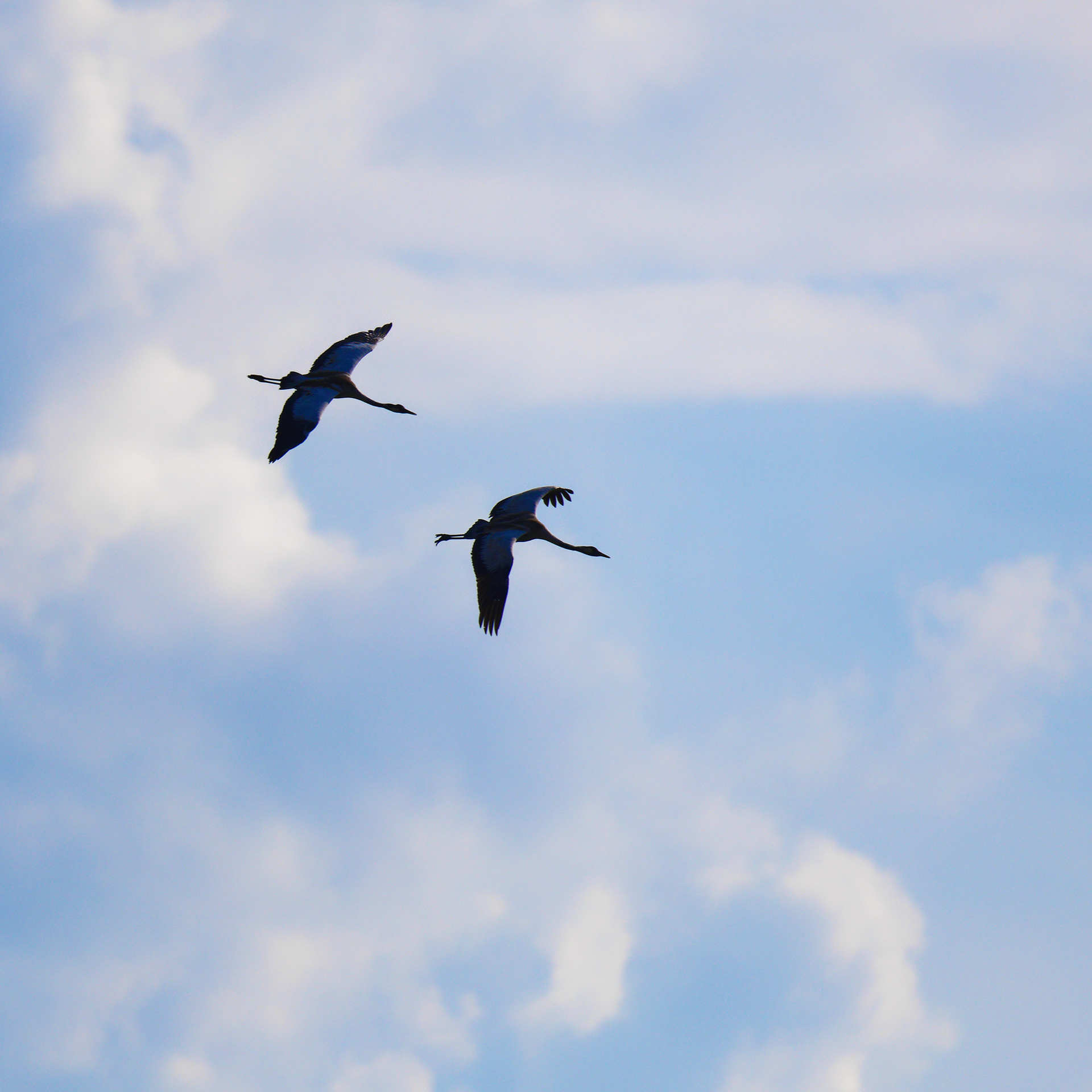 Grues cendrées