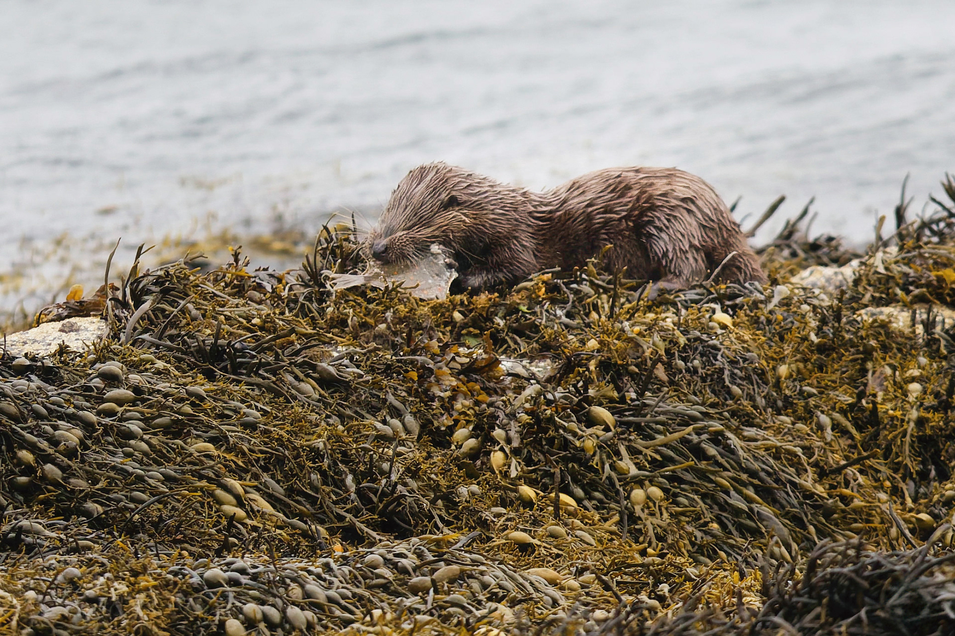 Loutre d'Europe