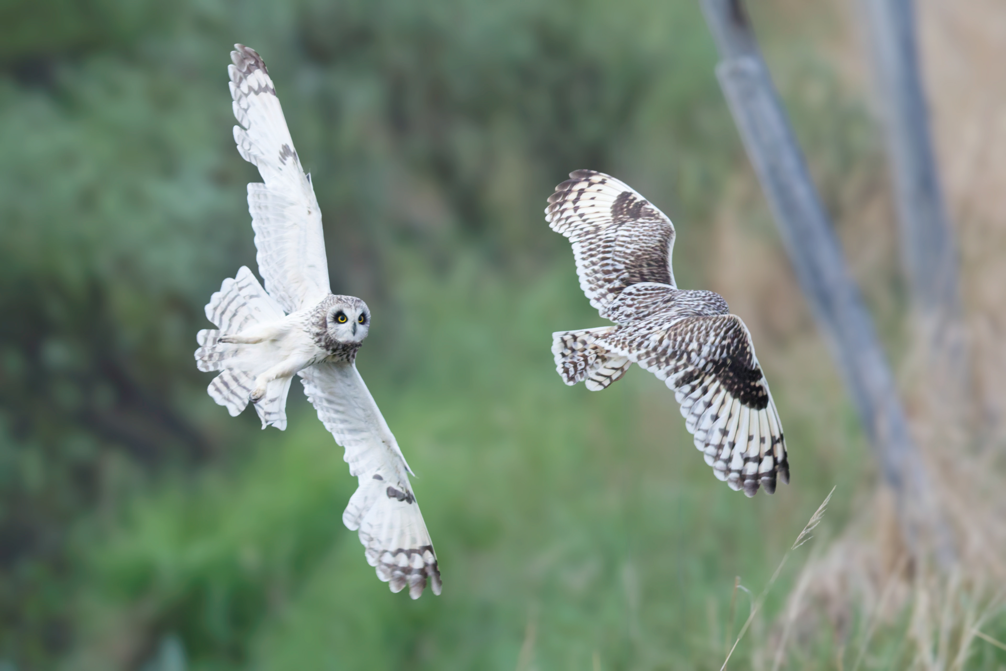 Hibou des marais