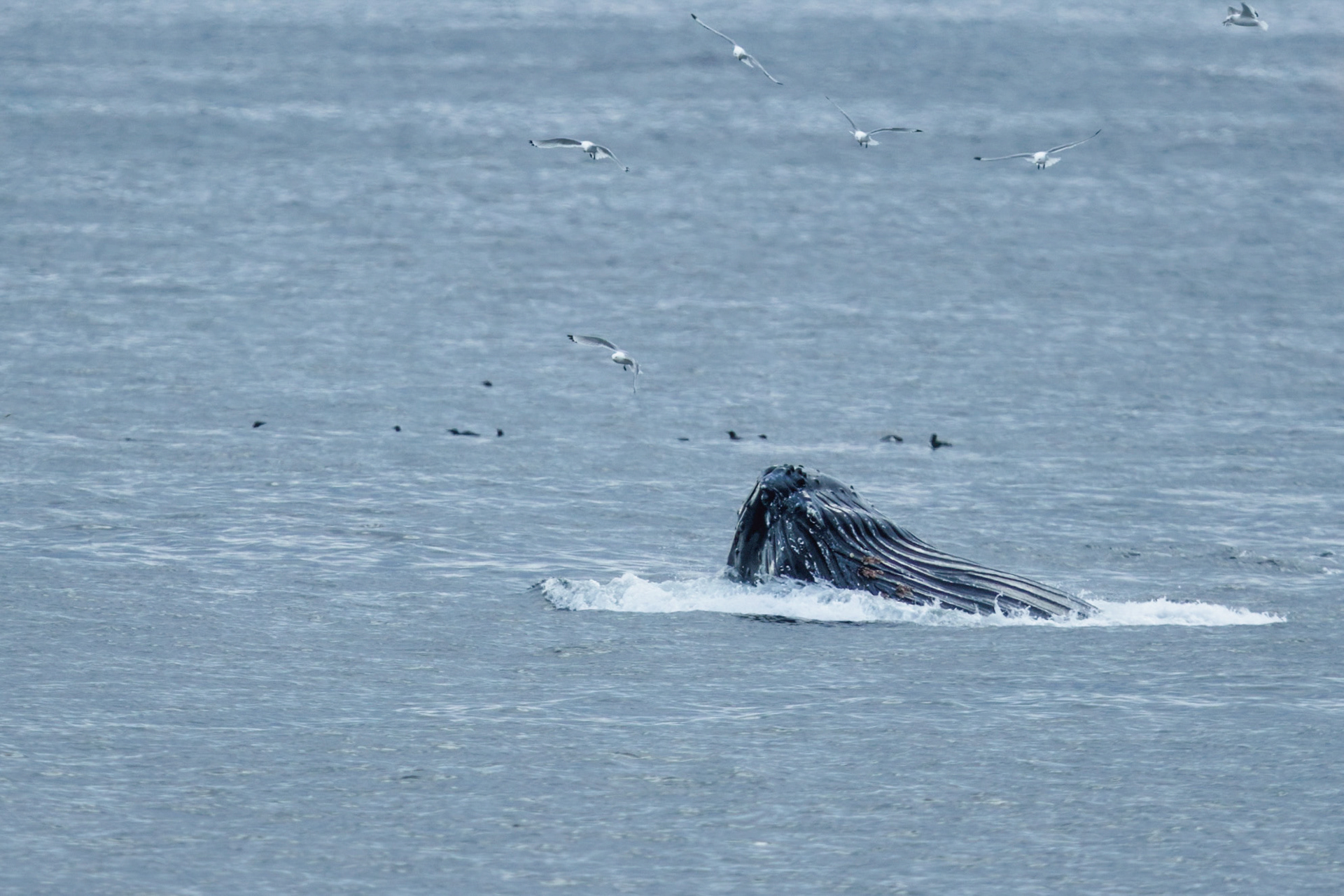 Baleine à bosses