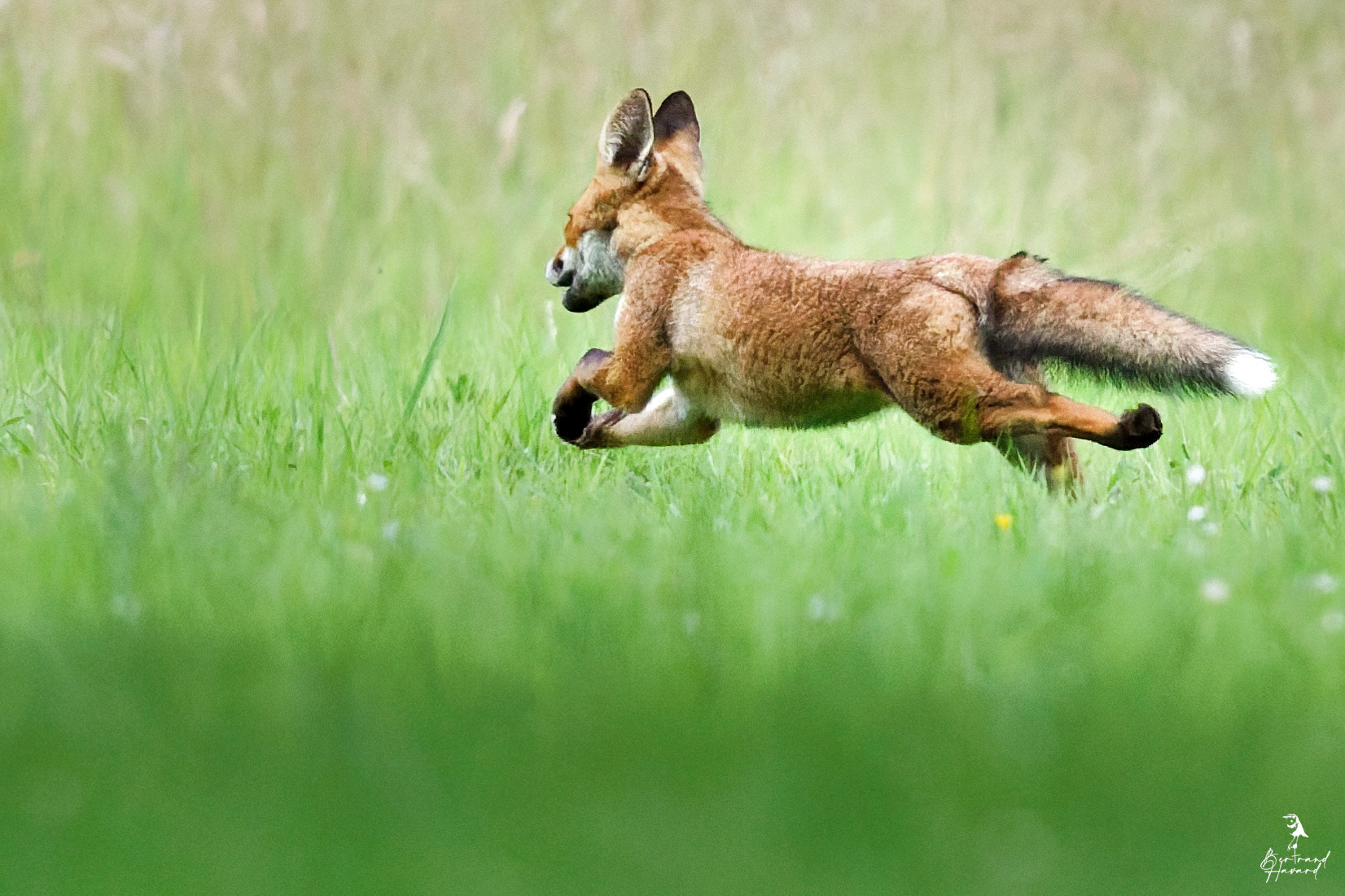 Renard roux