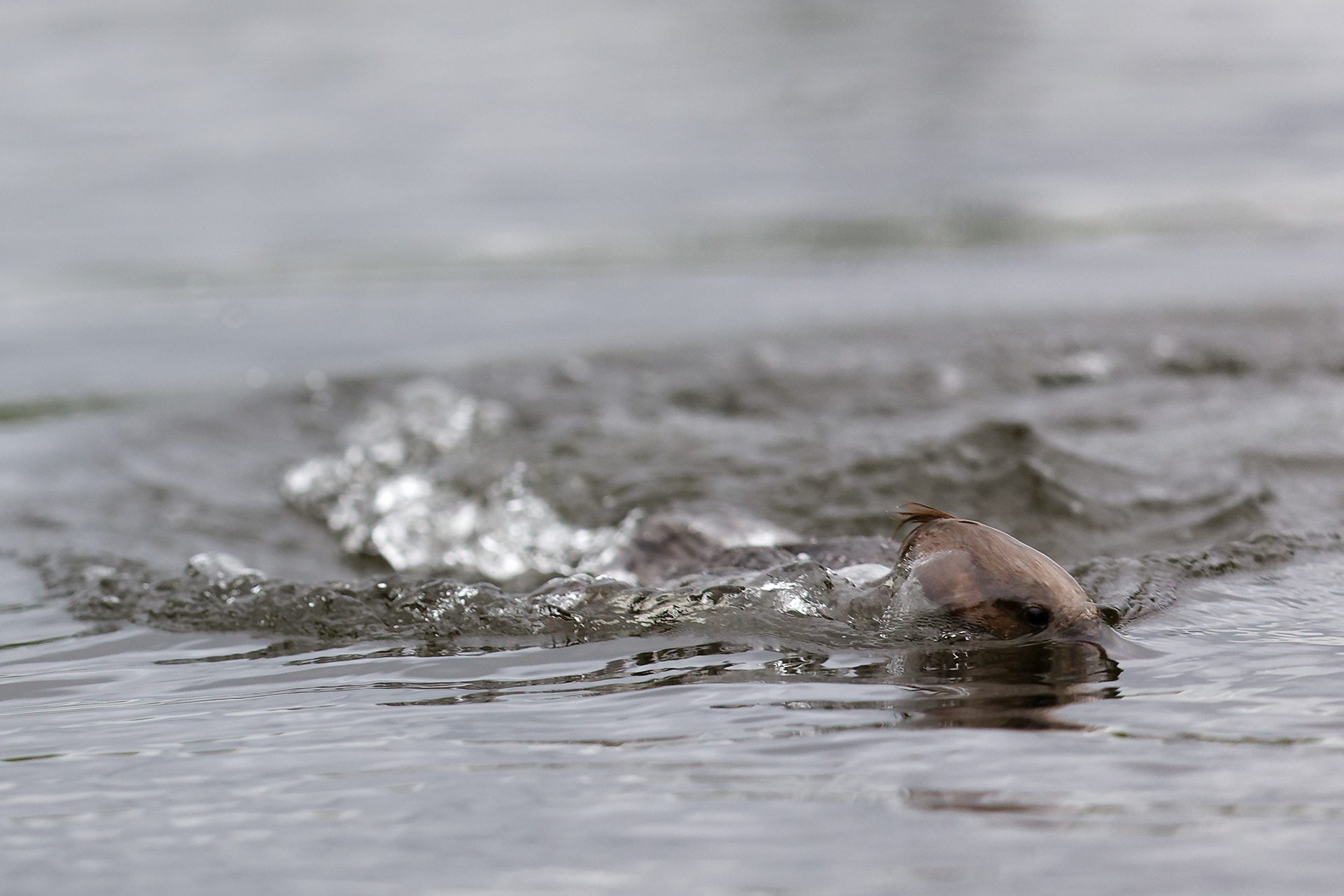 Harle bièvre femelle