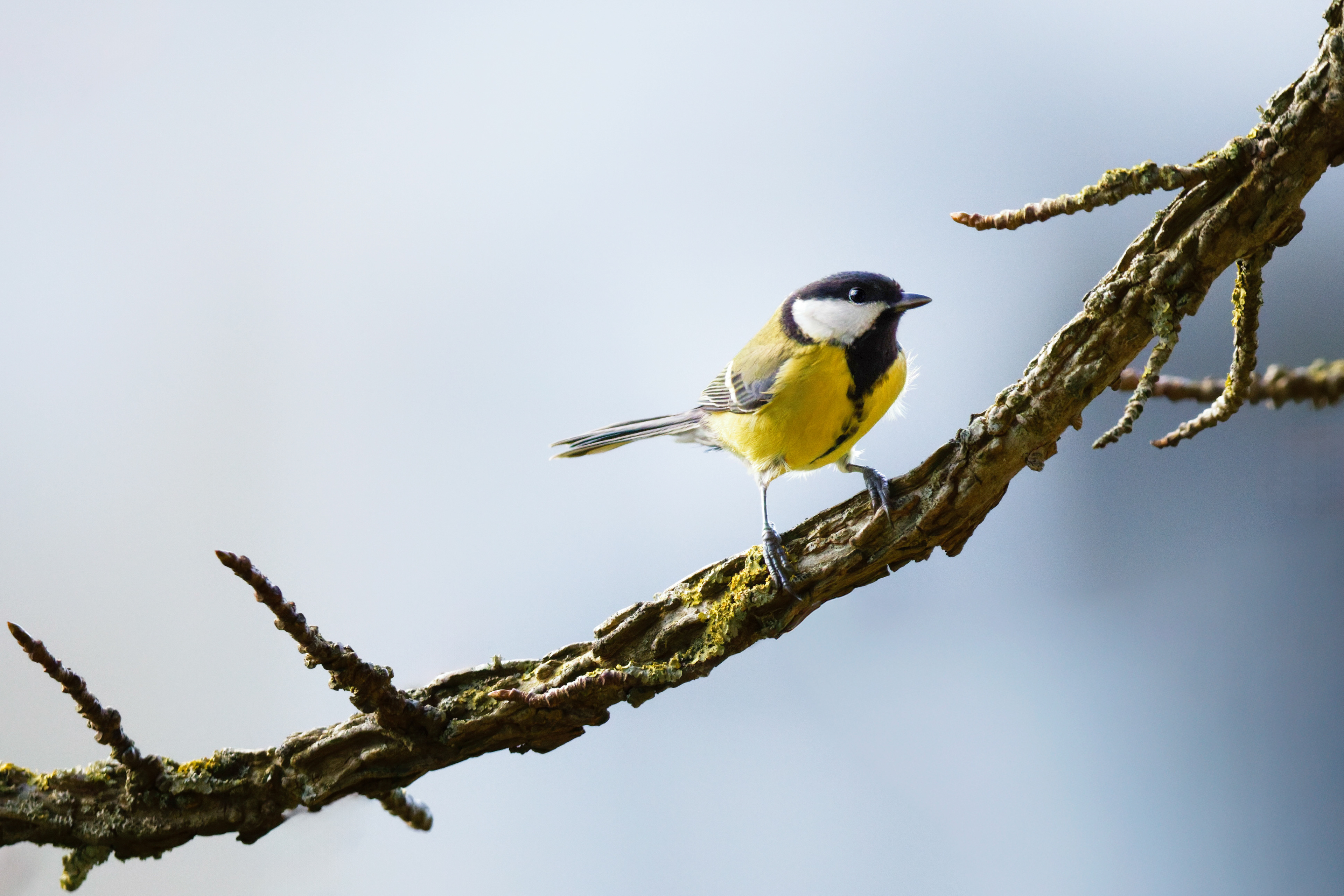 Mésange charbonnière