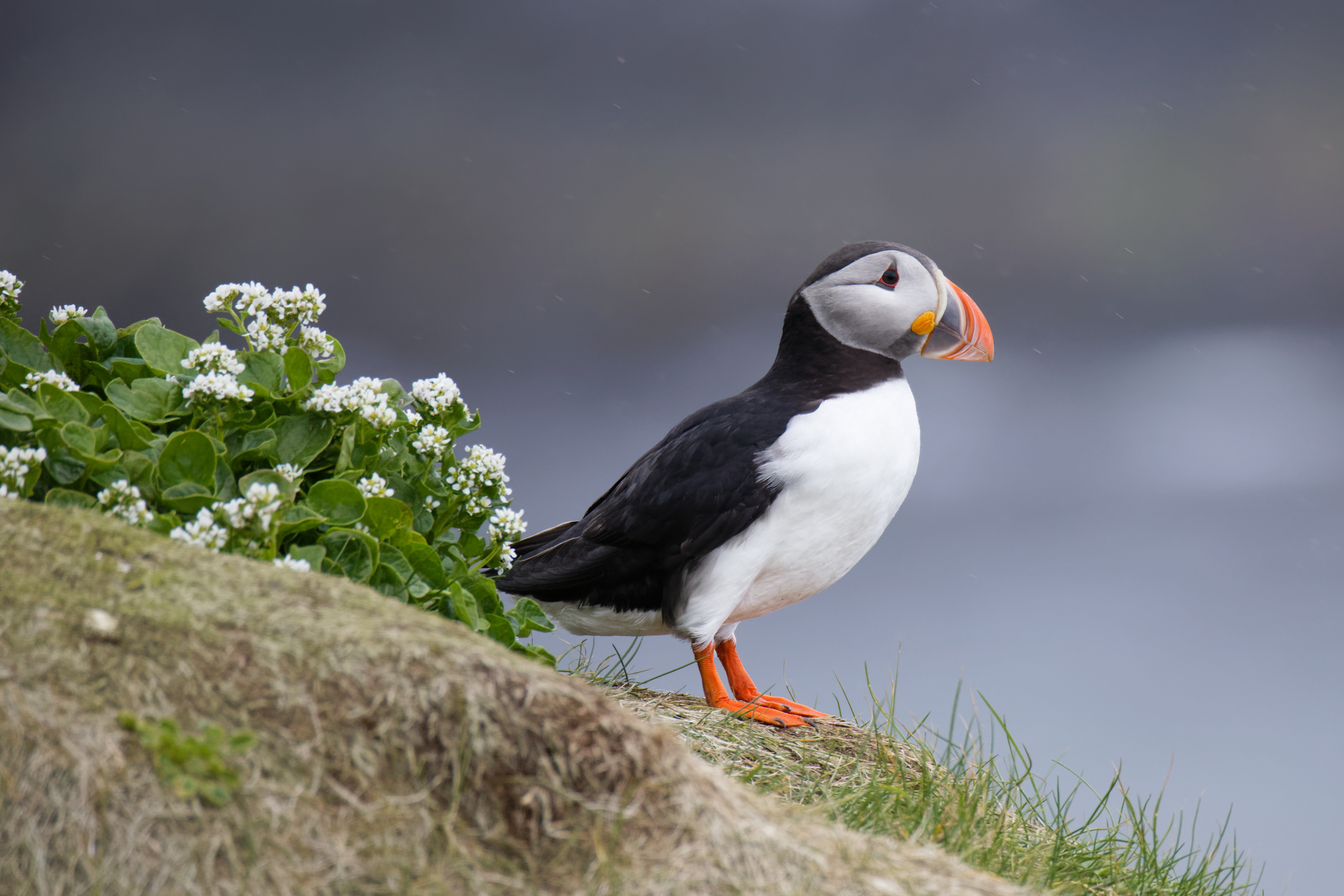 Macareux moine
