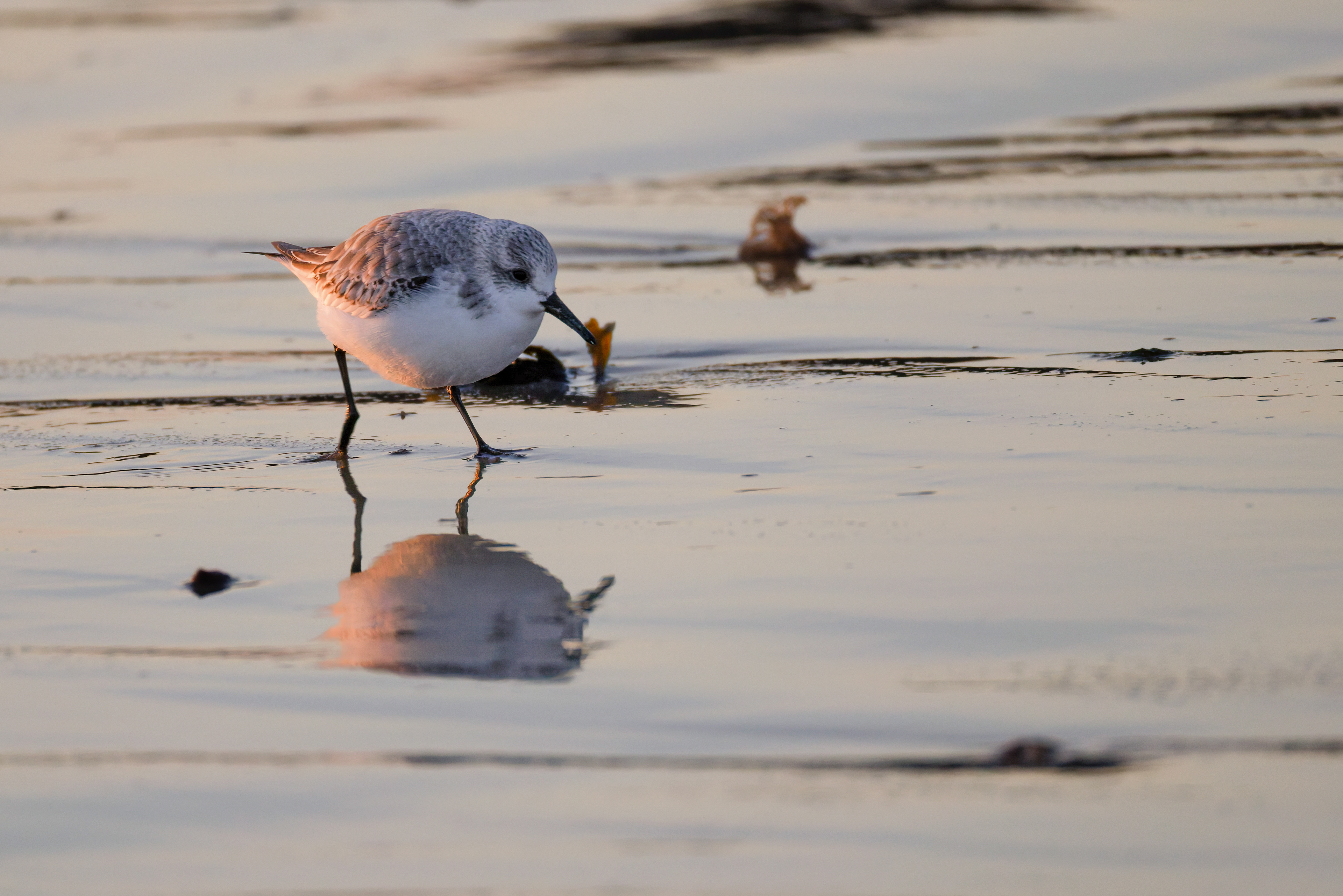 Bécasseau Sanderling