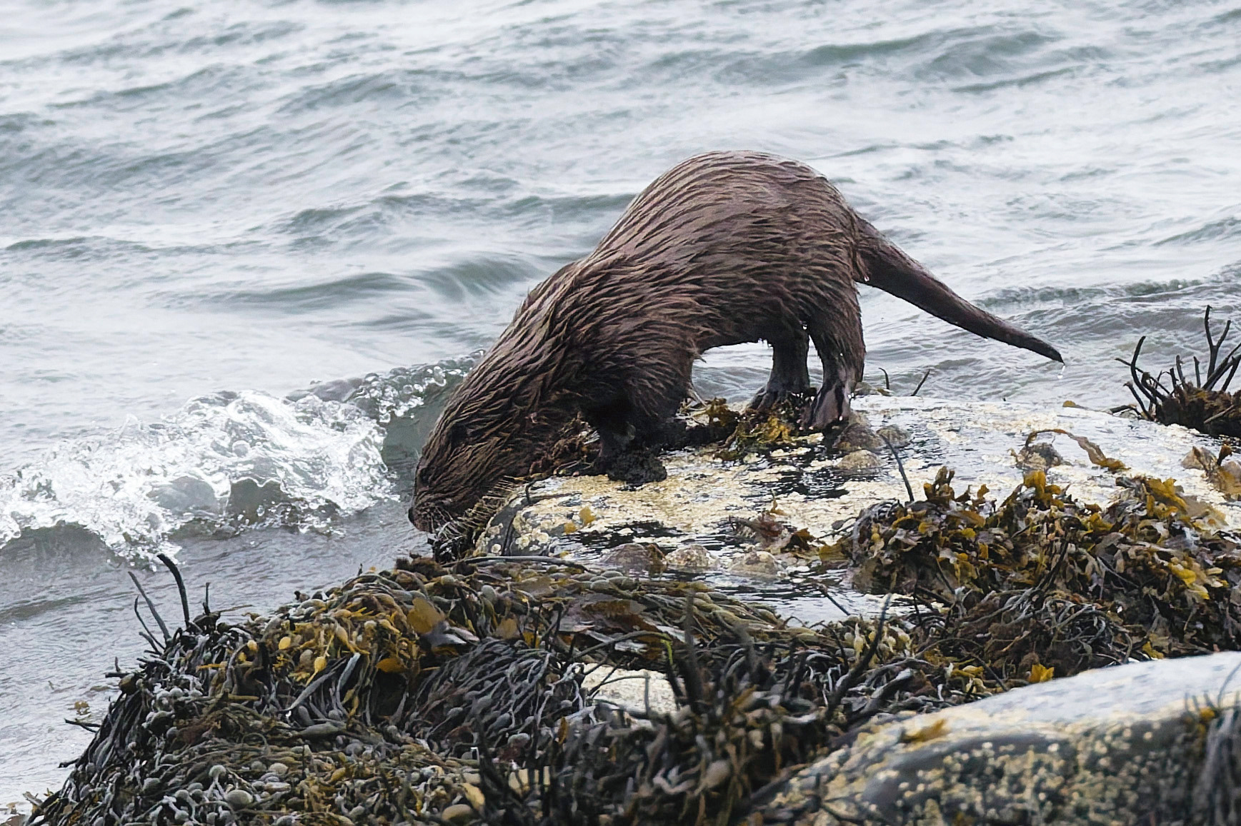 Loutre d'Europe