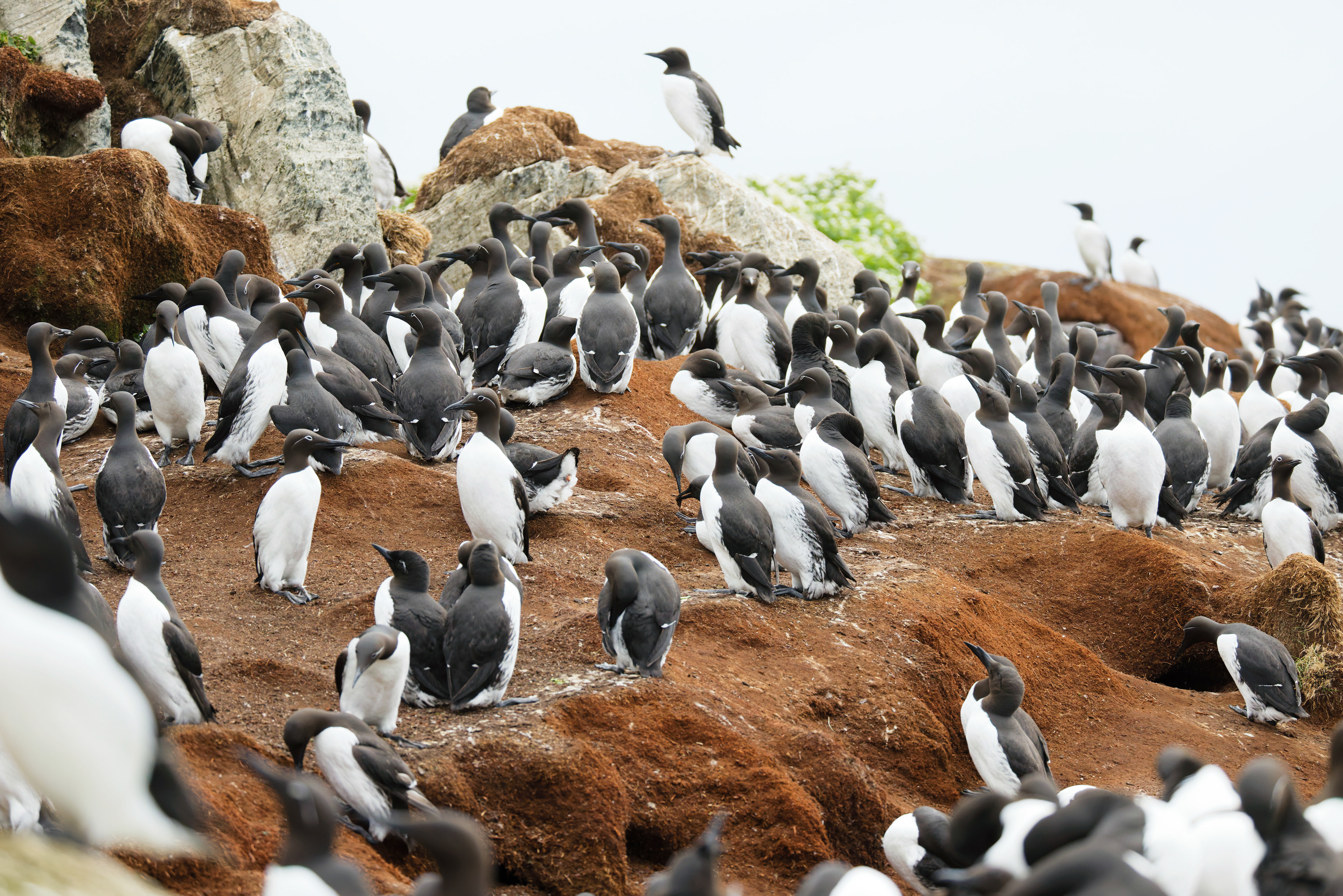 Colonie de Guillemots de Troil