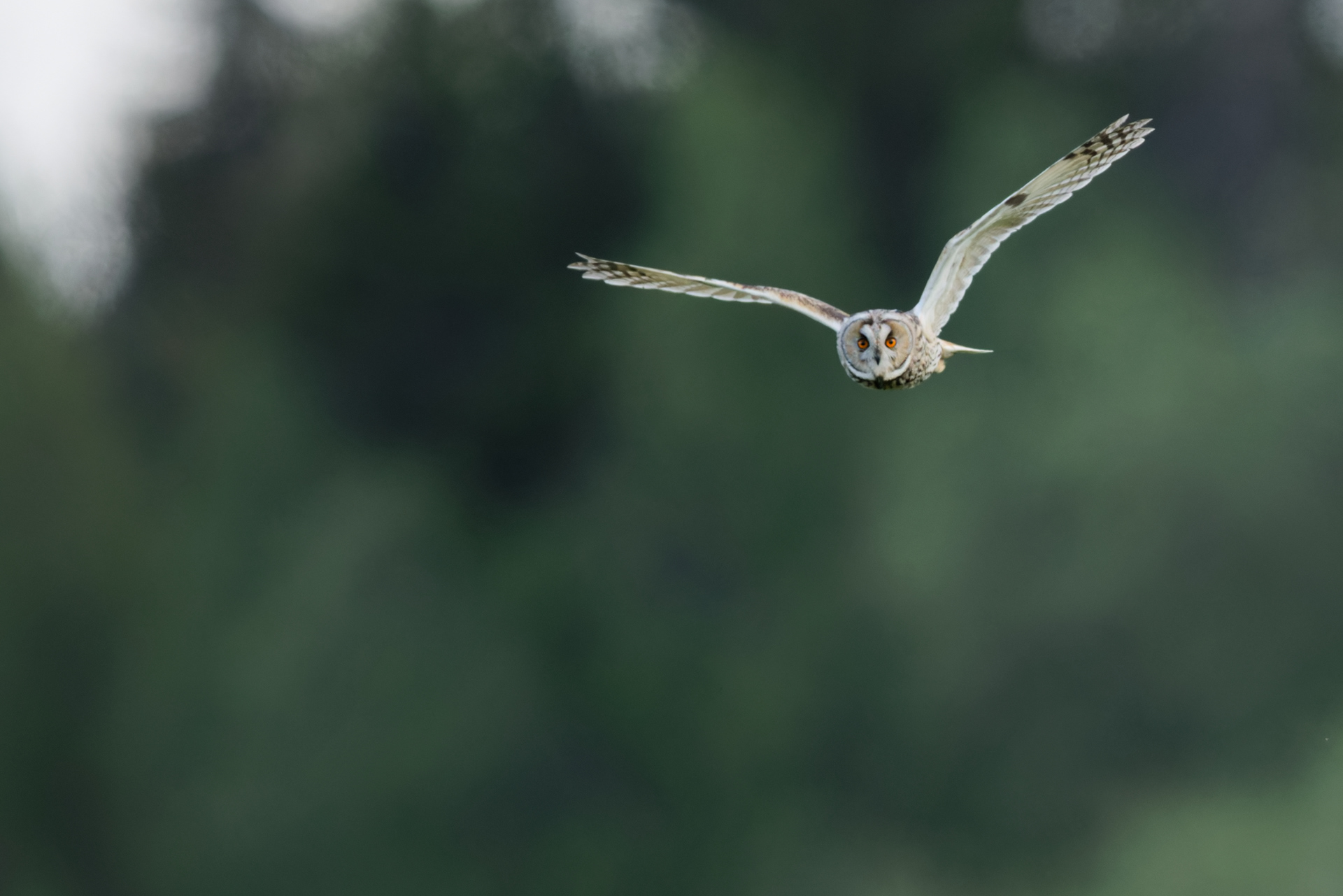 Hibou moyen-duc