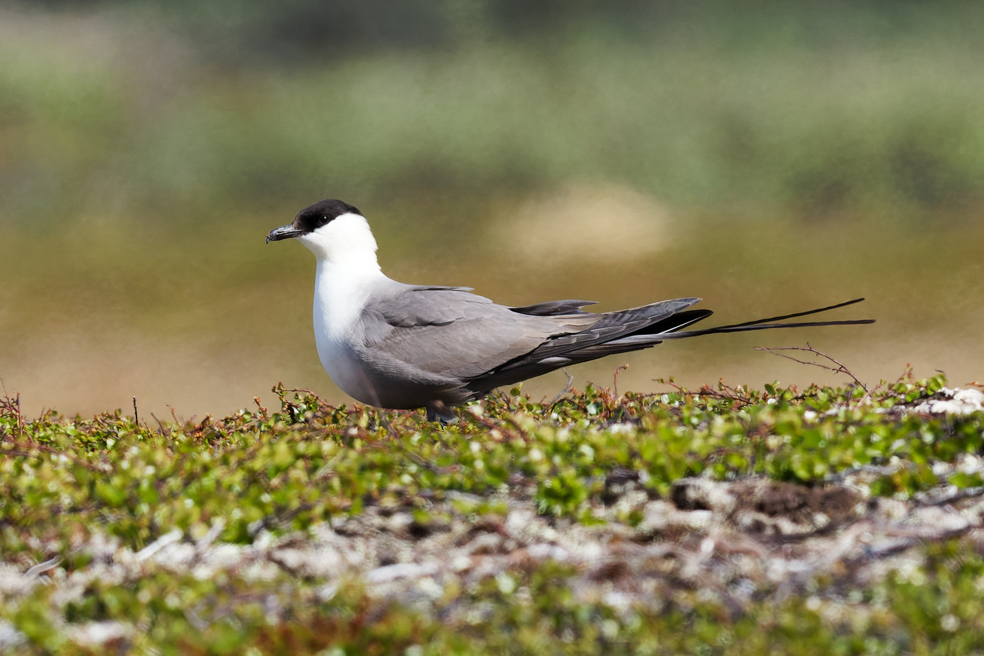 Labbe à longue queue