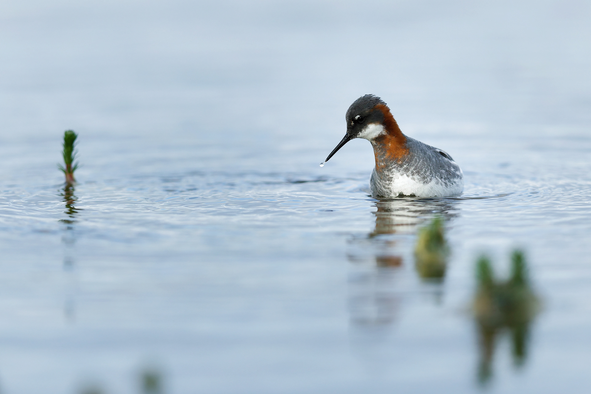 Phalarope à bec étroit