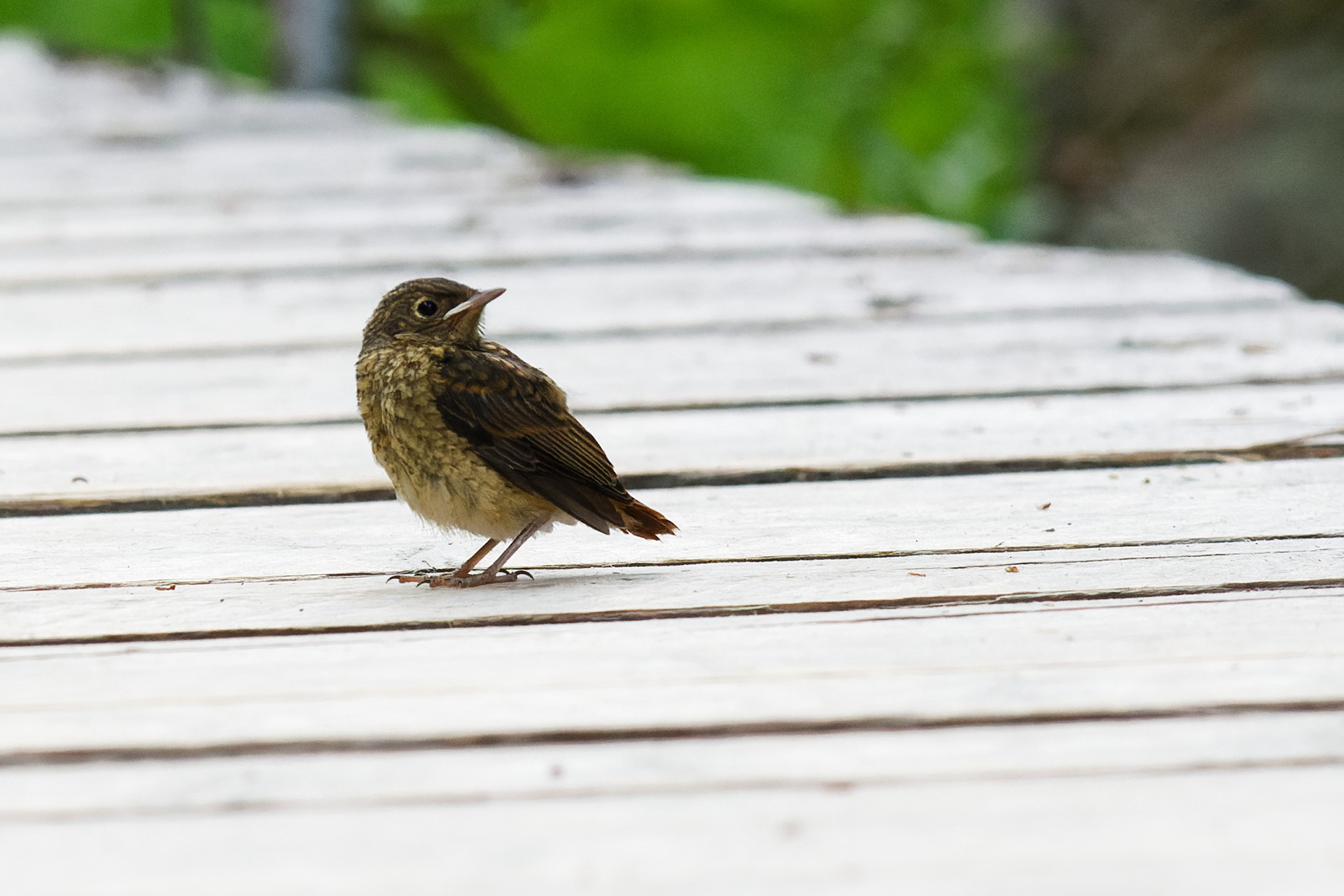 Rouge-queue à front blanc (jeune)