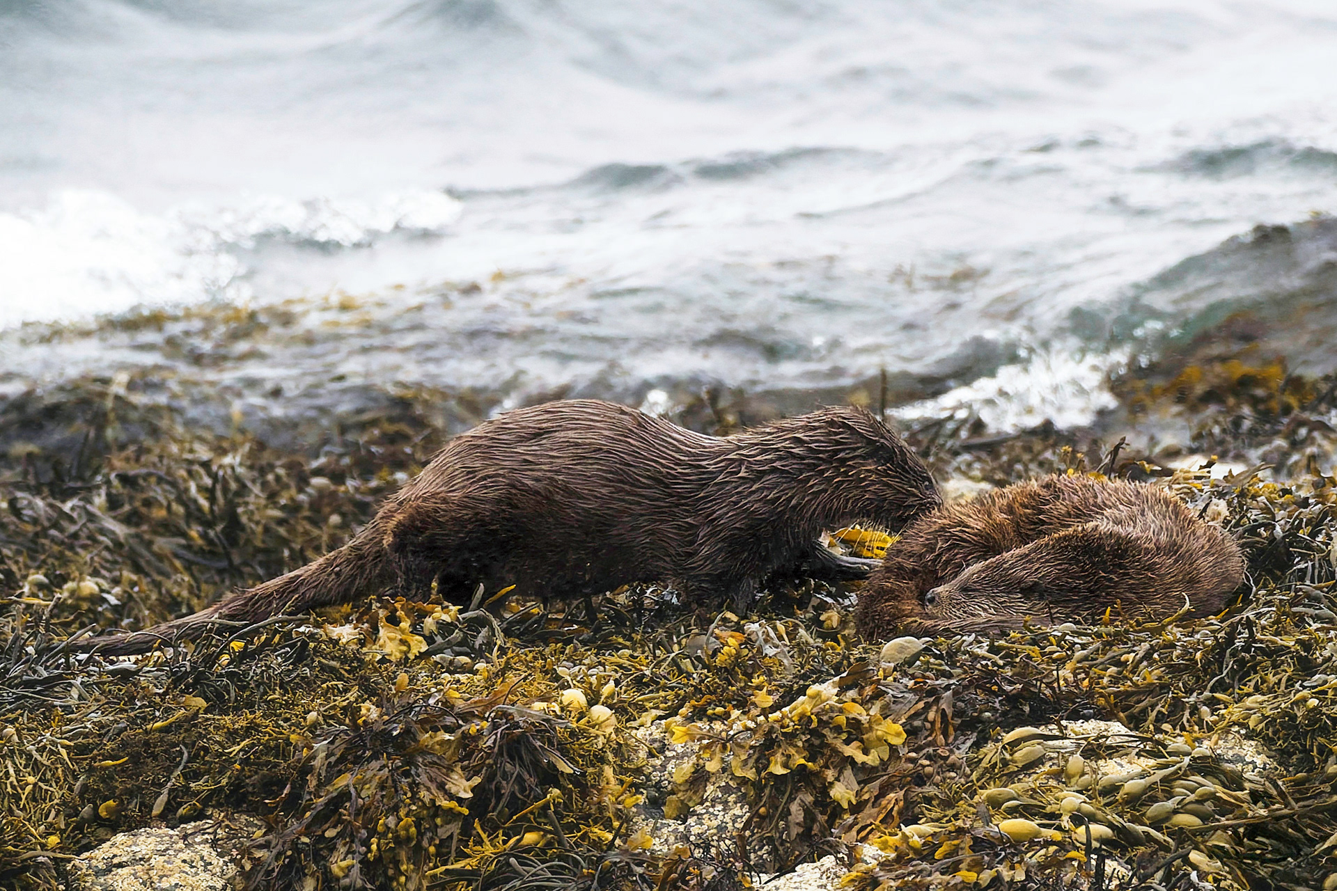 Loutre d'Europe