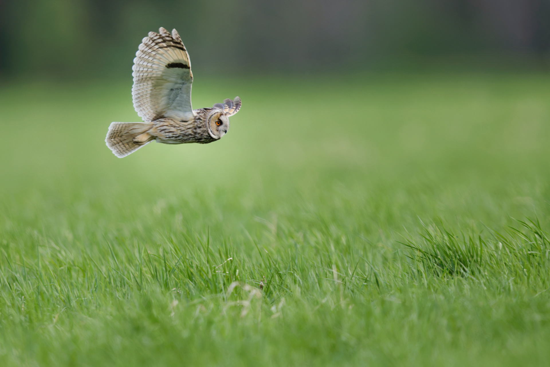 Hibou moyen-duc