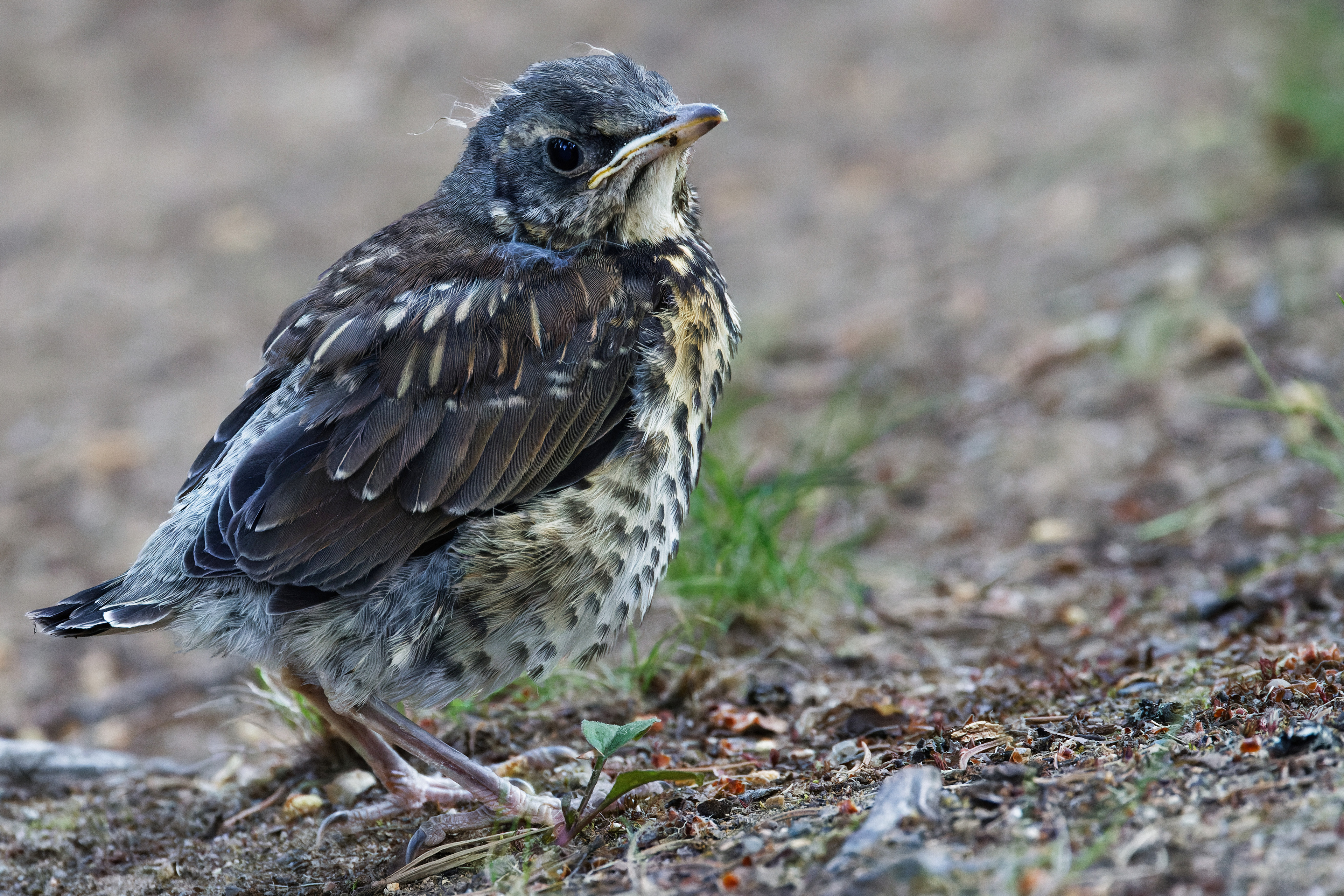 Grive litorne (jeune)