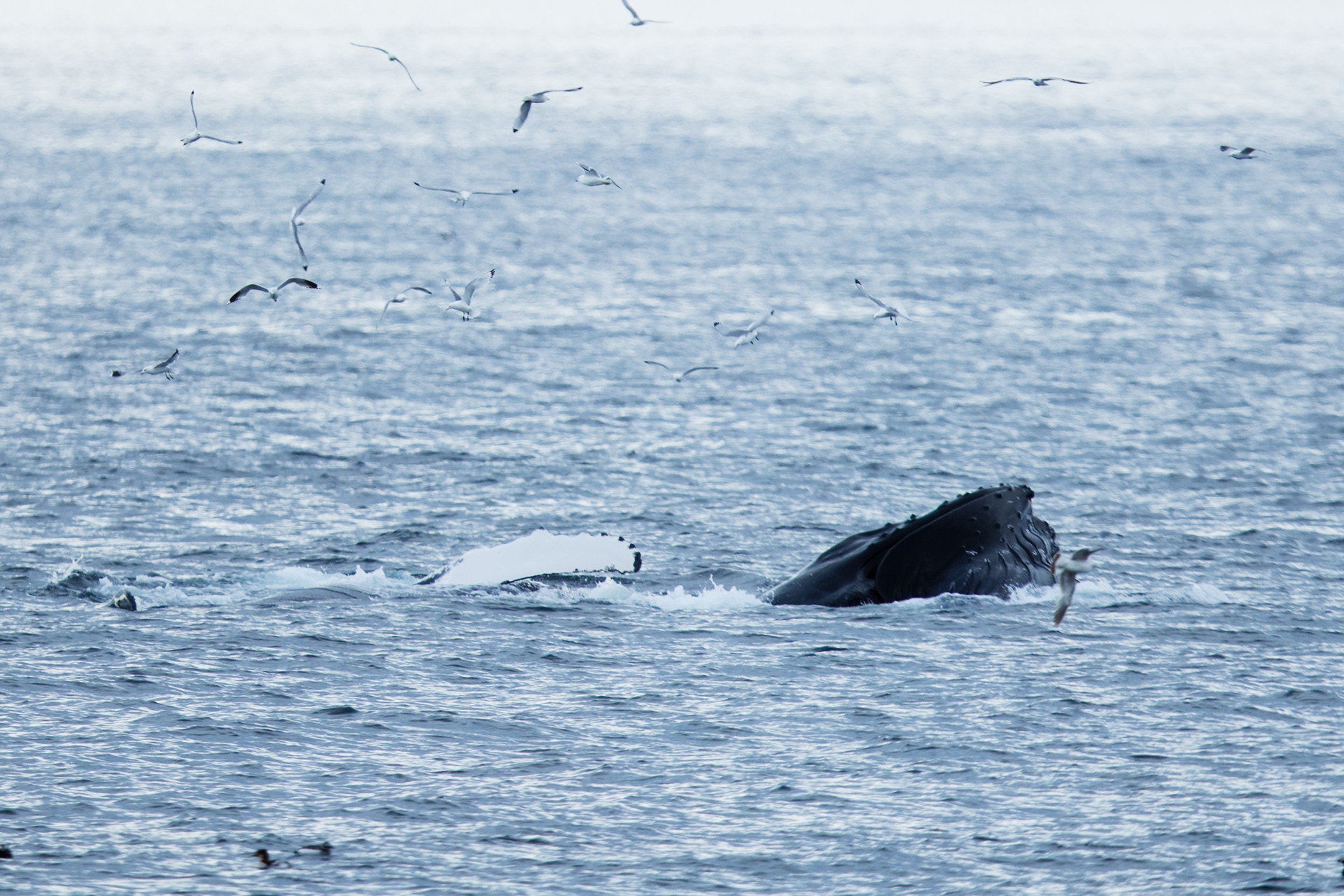 Baleine à bosses