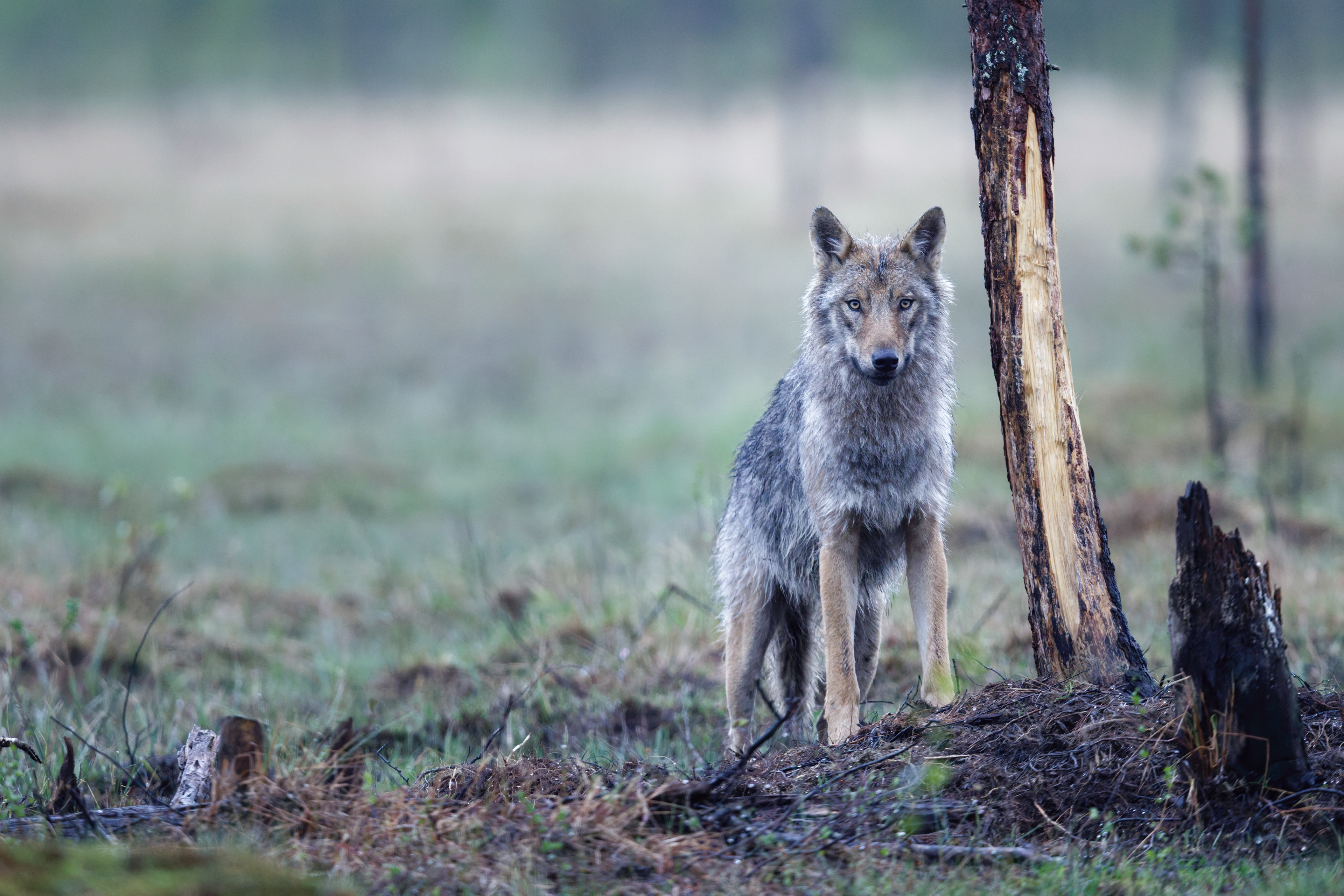 Loup gris