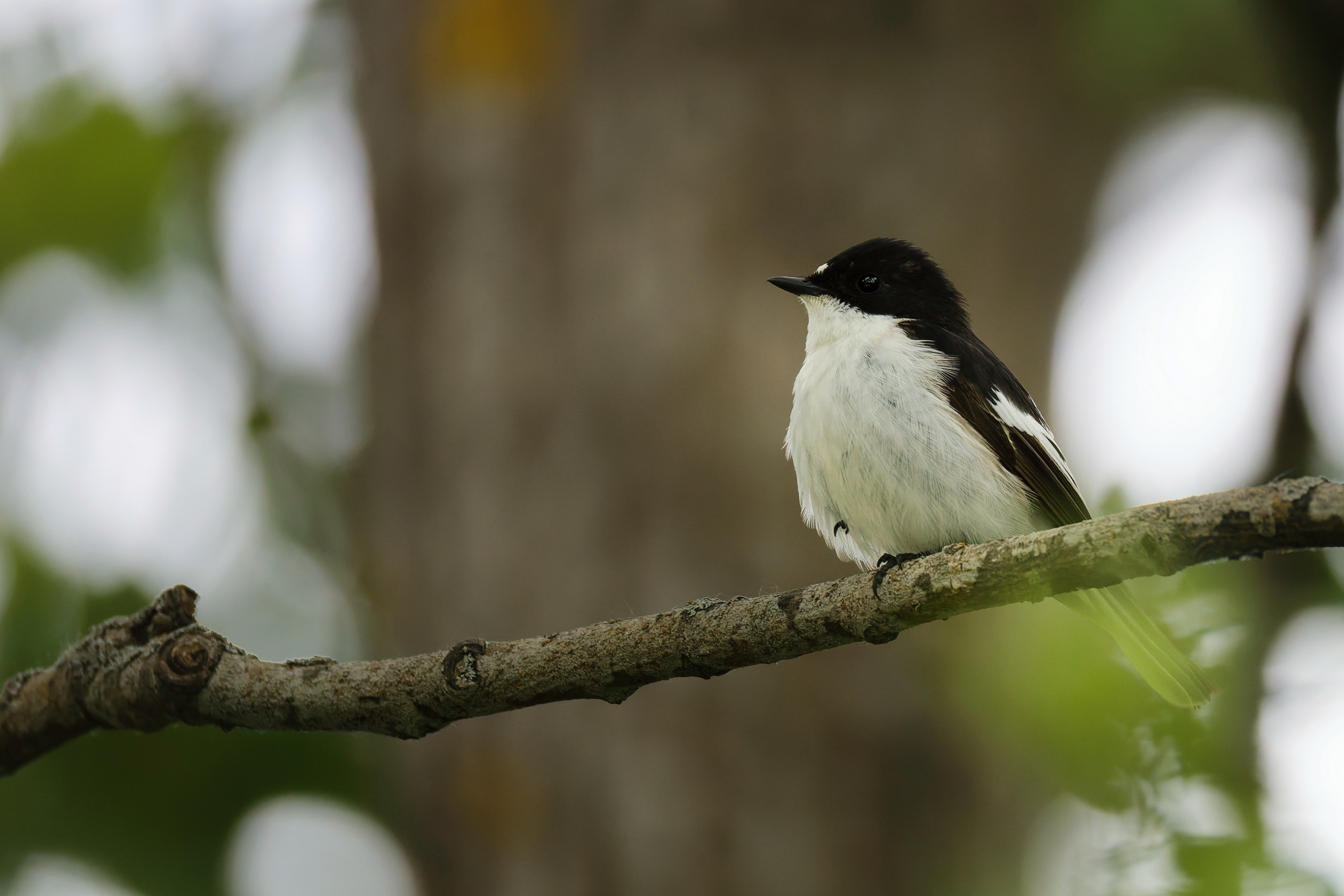 Gobemouche noir