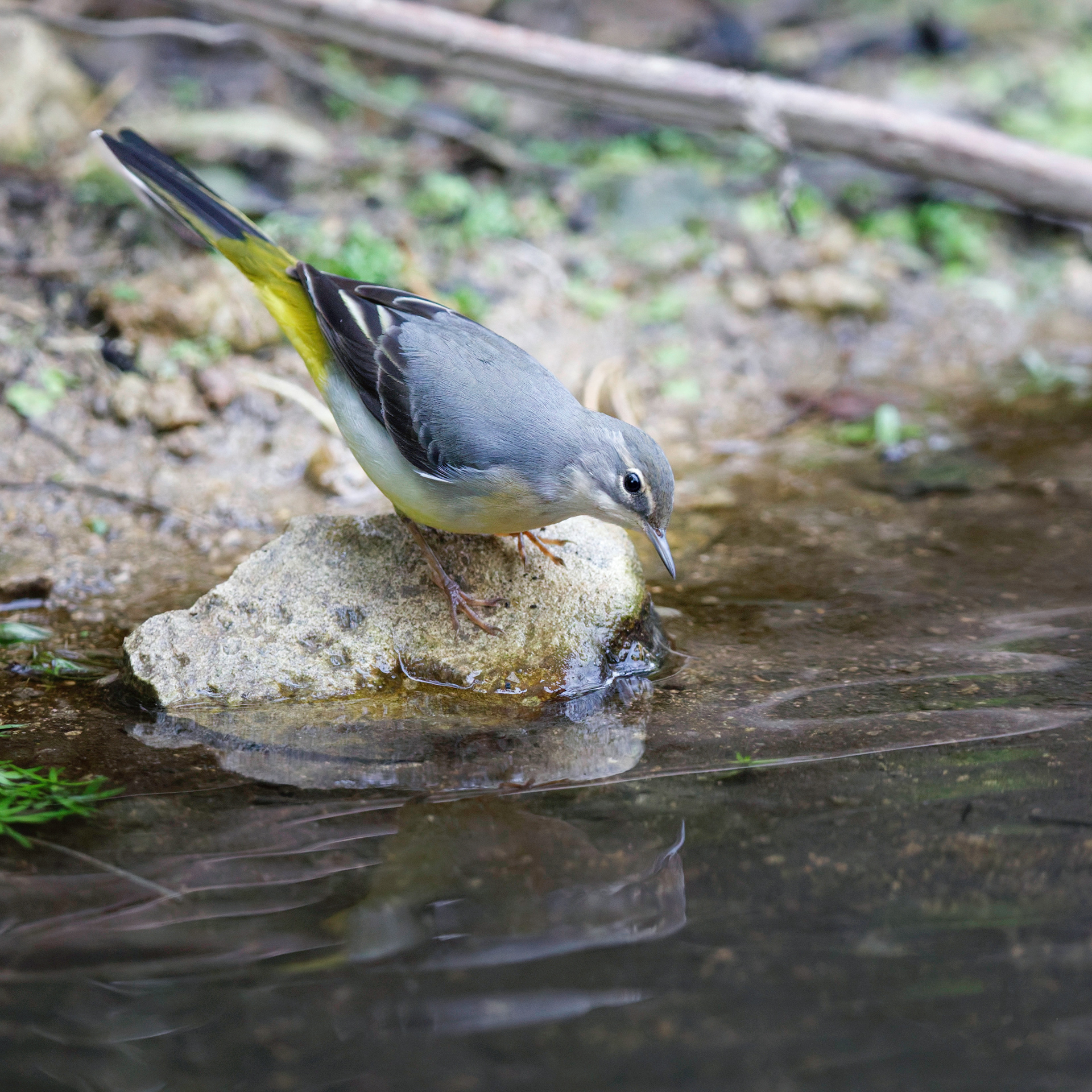 Bergeronnette des ruisseaux