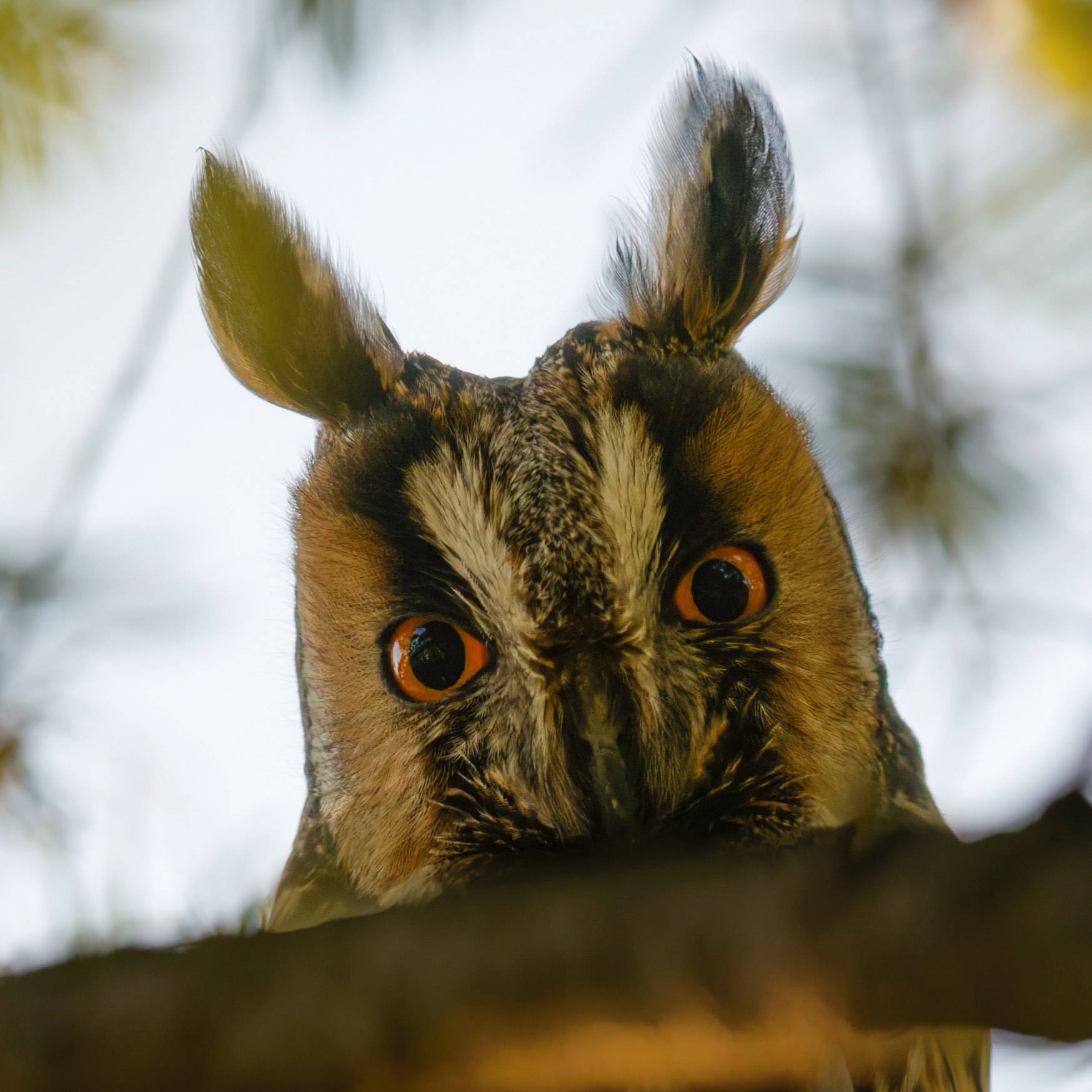 Hibou moyen-duc (femelle)