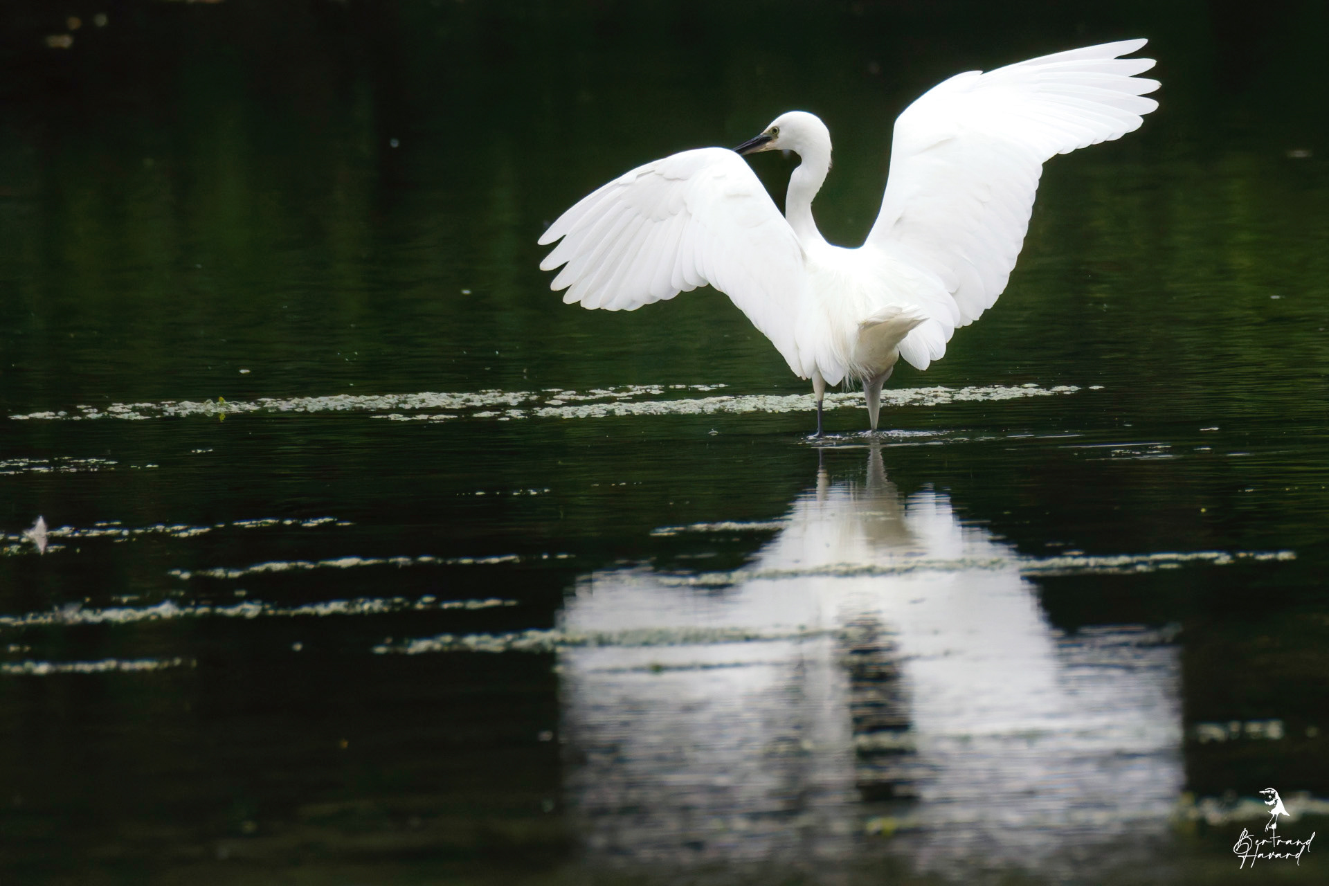 Aigrette garzette