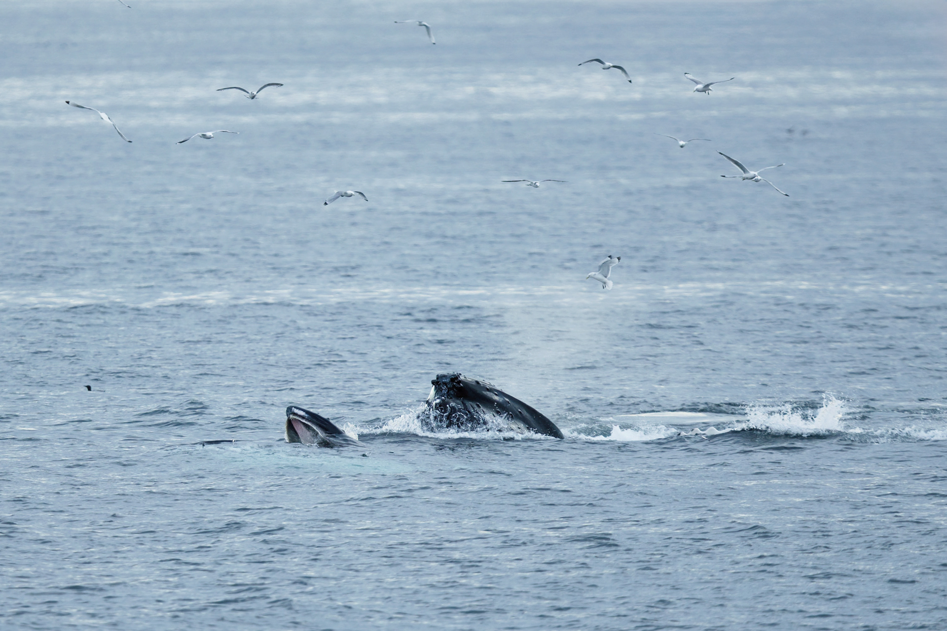 Baleine à bosses