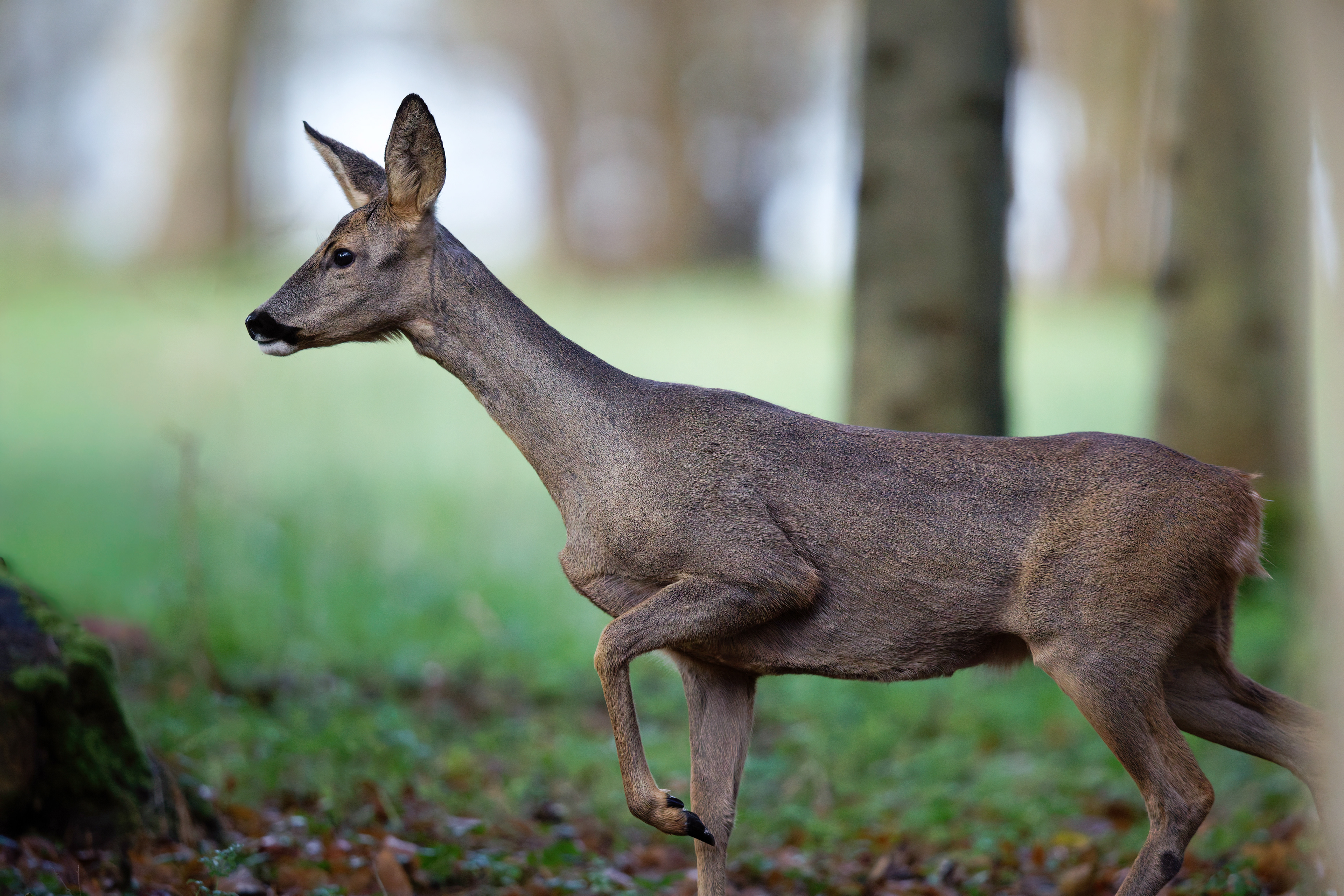 Chevrette (femelle Chevreuil d'Europe)