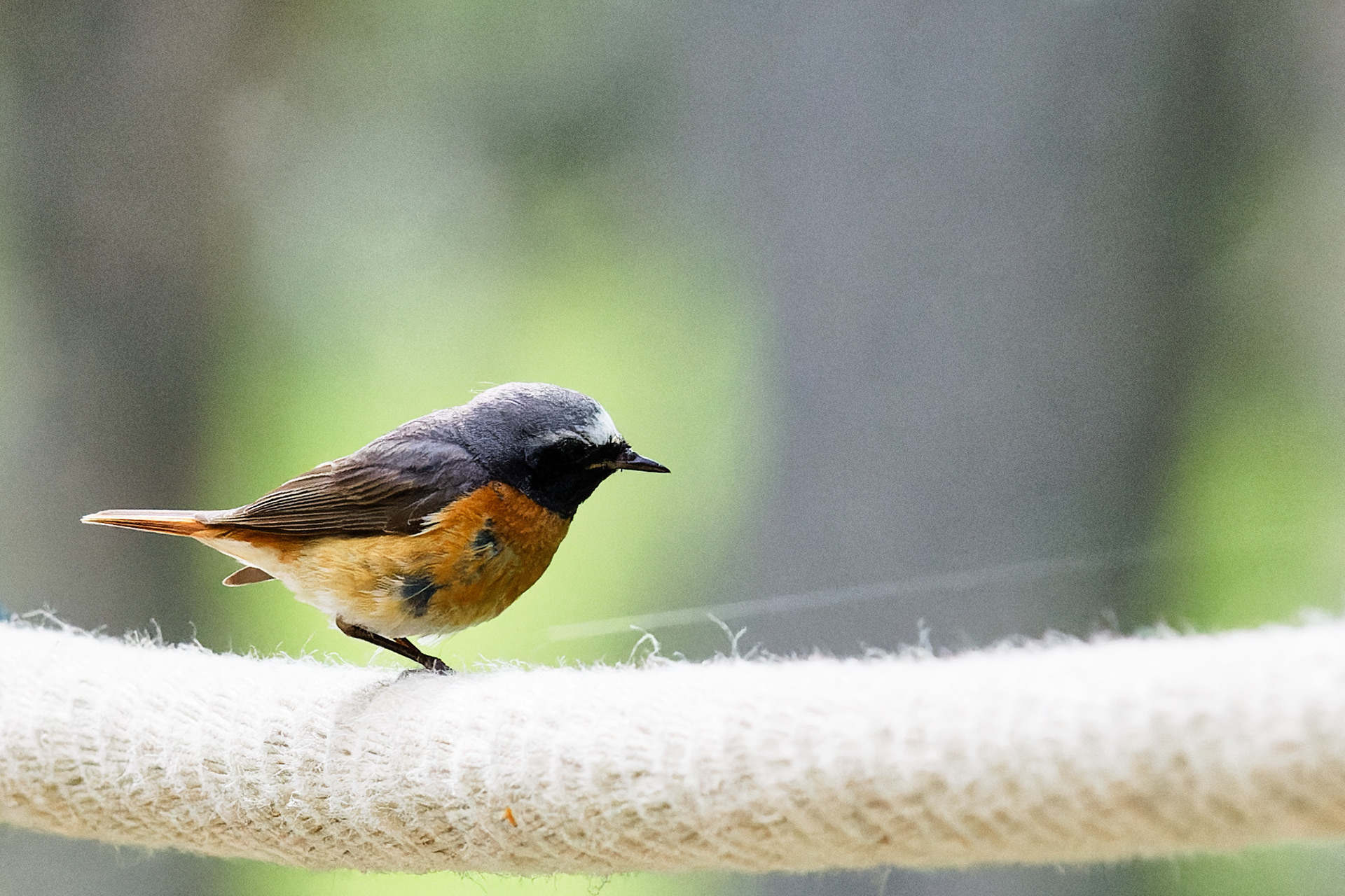 Rouge-queue à front blanc