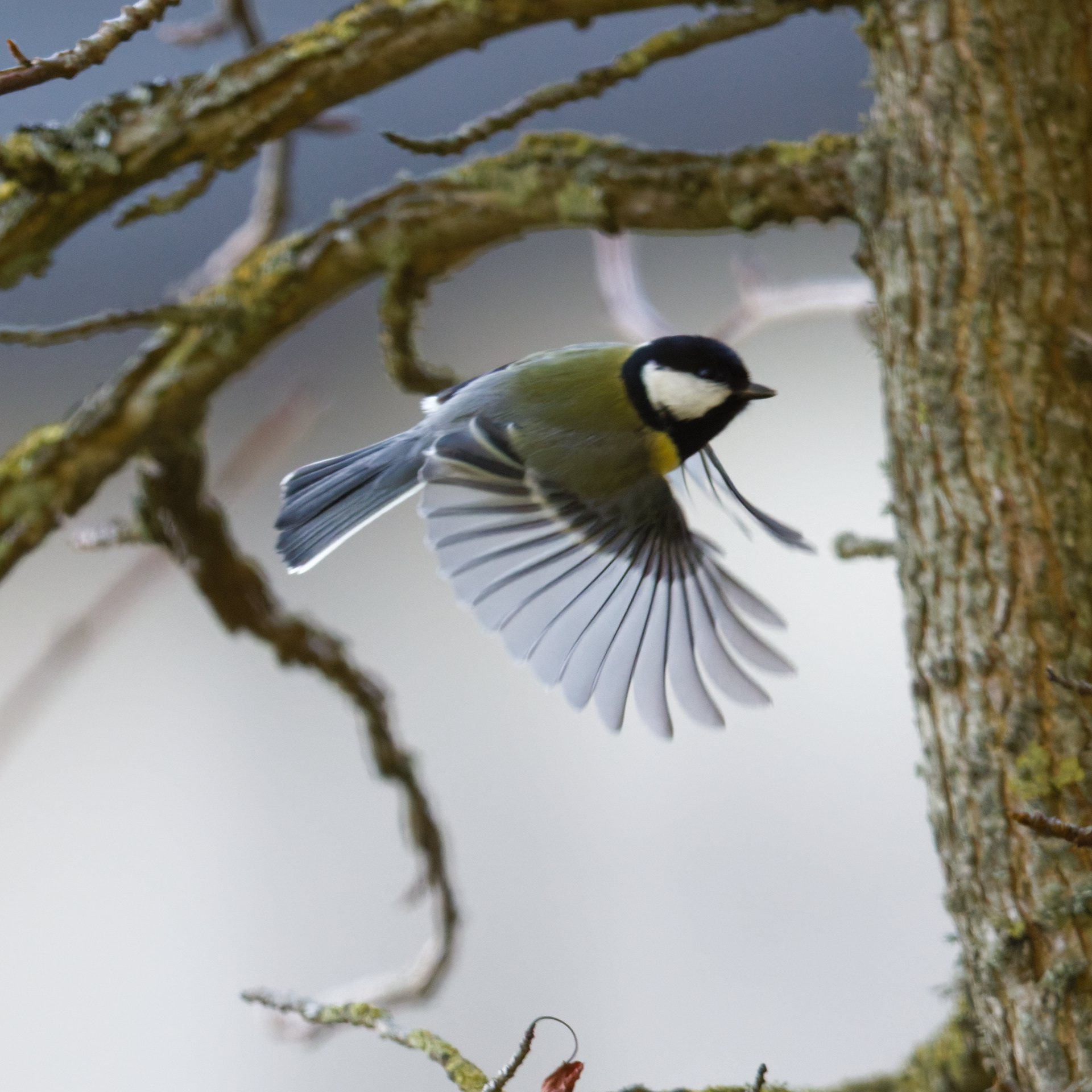 Mésange charbonnière