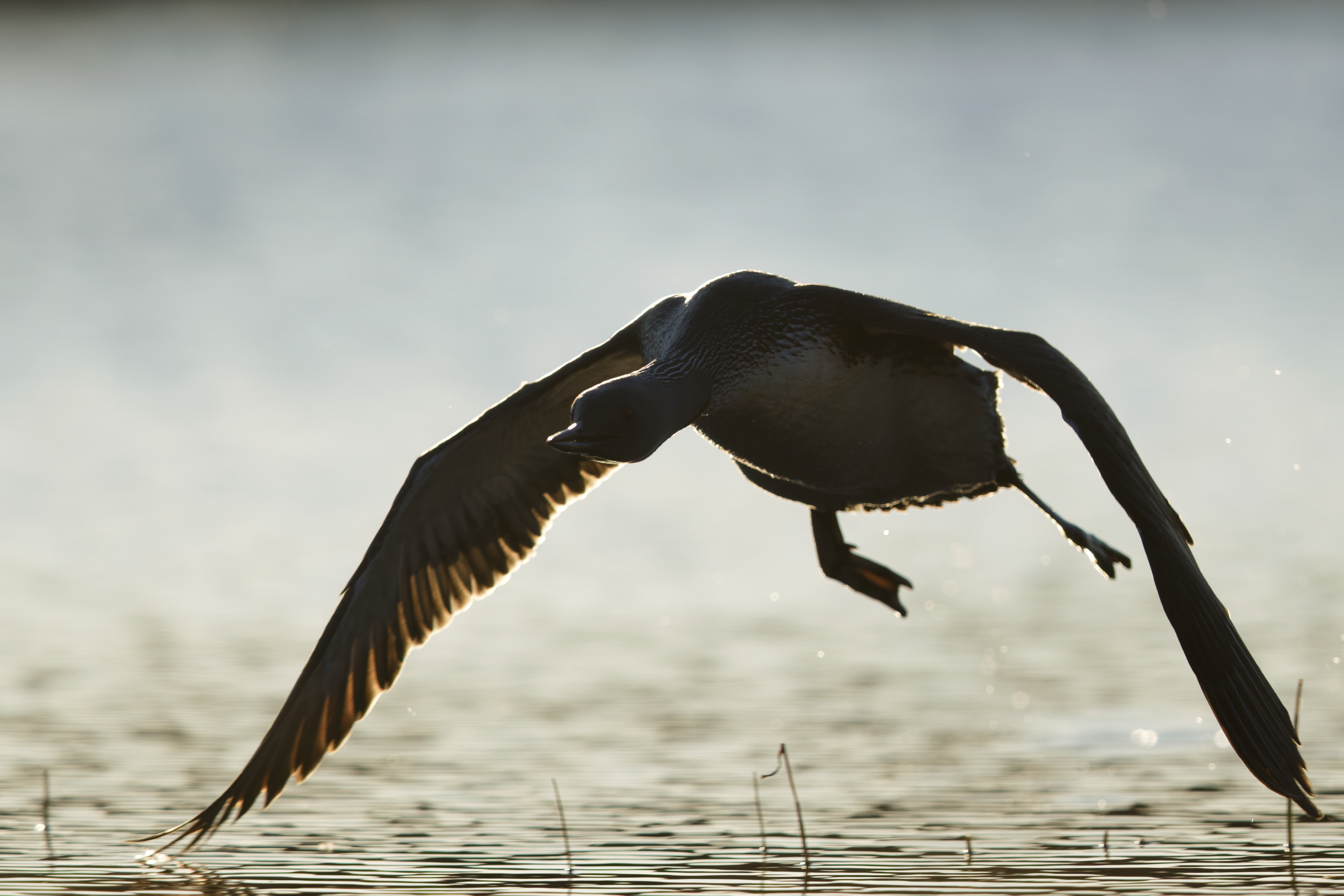 Plongeon catmarin