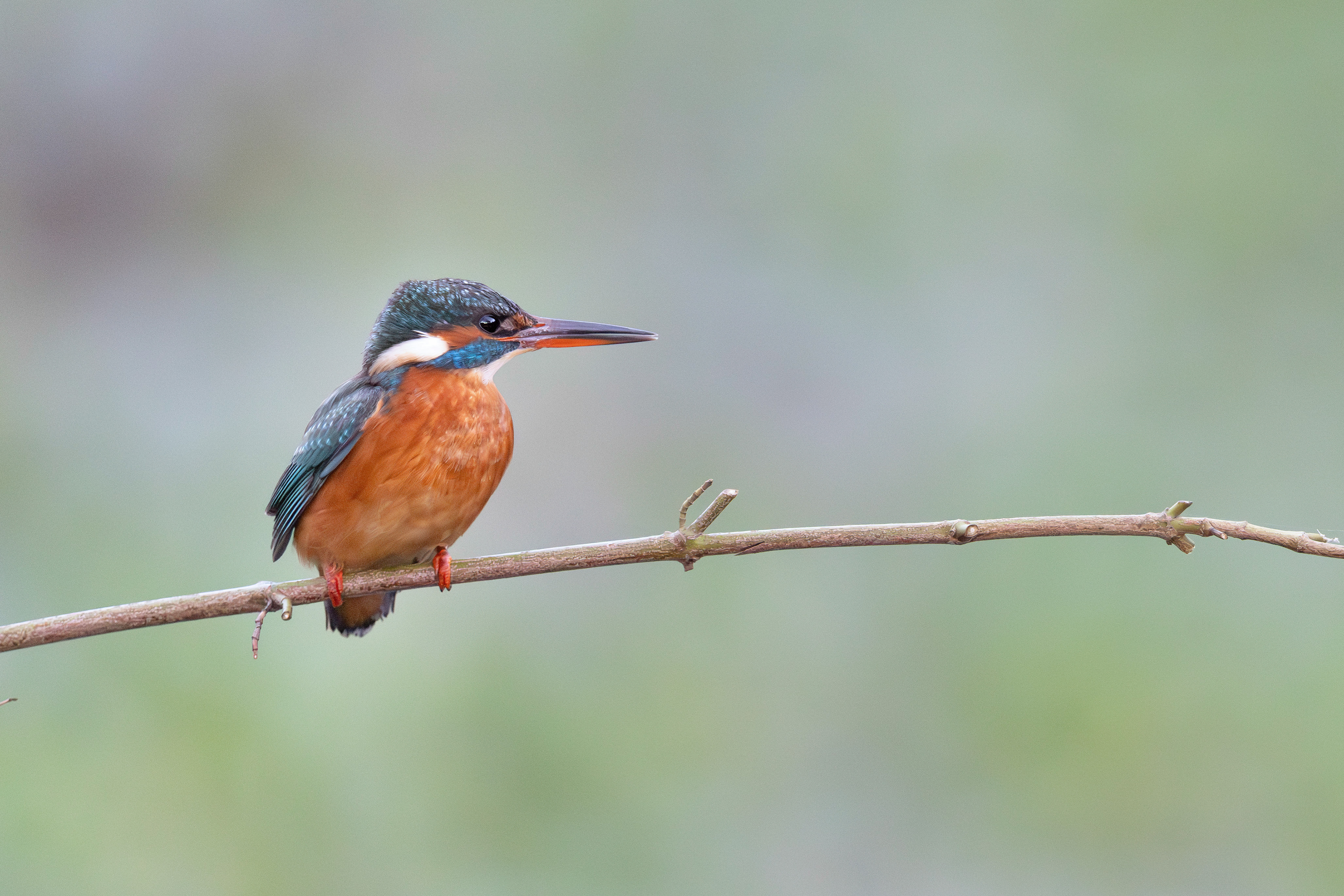 Martin pêcheur d'Europe  femelle