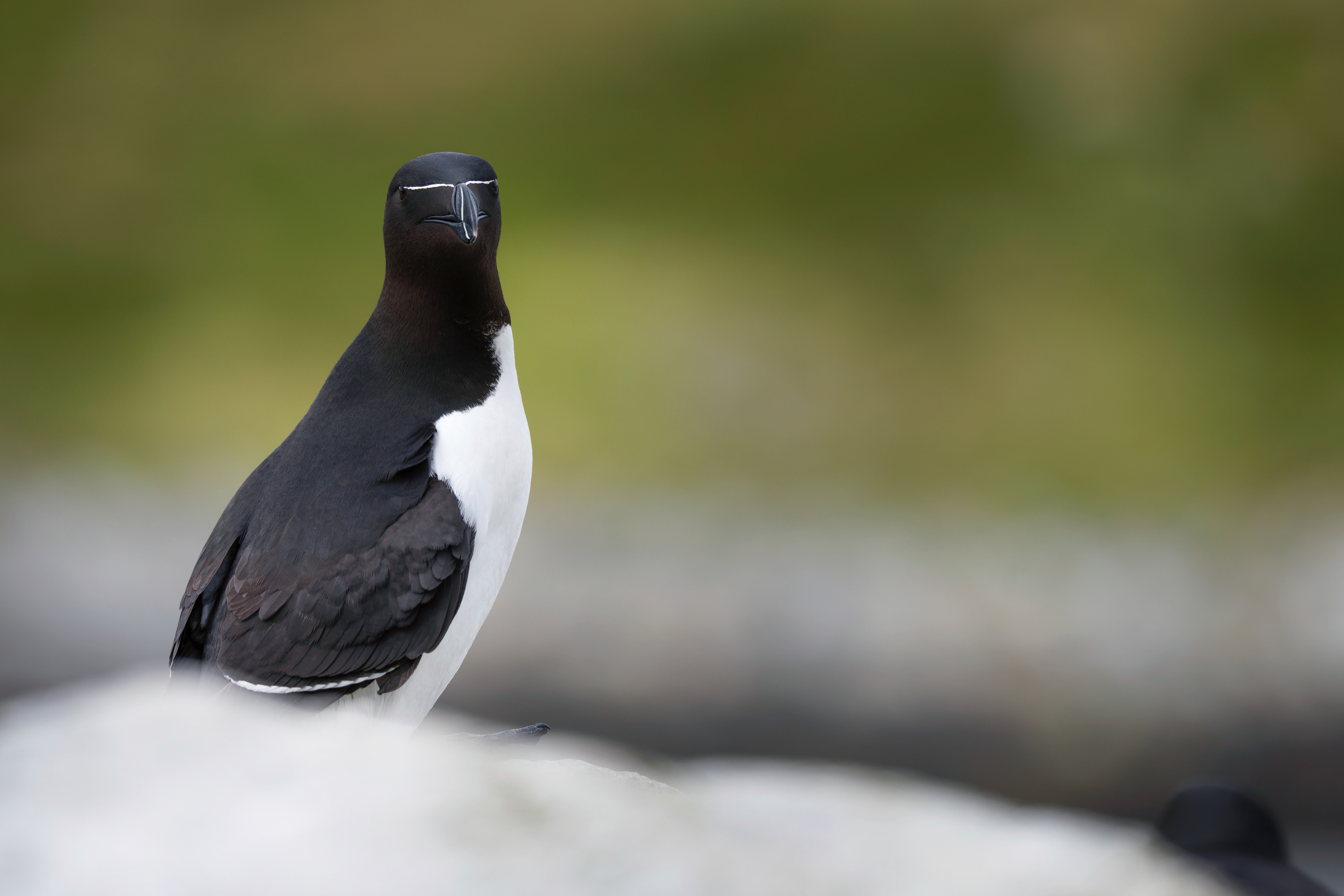 Pingouin torda