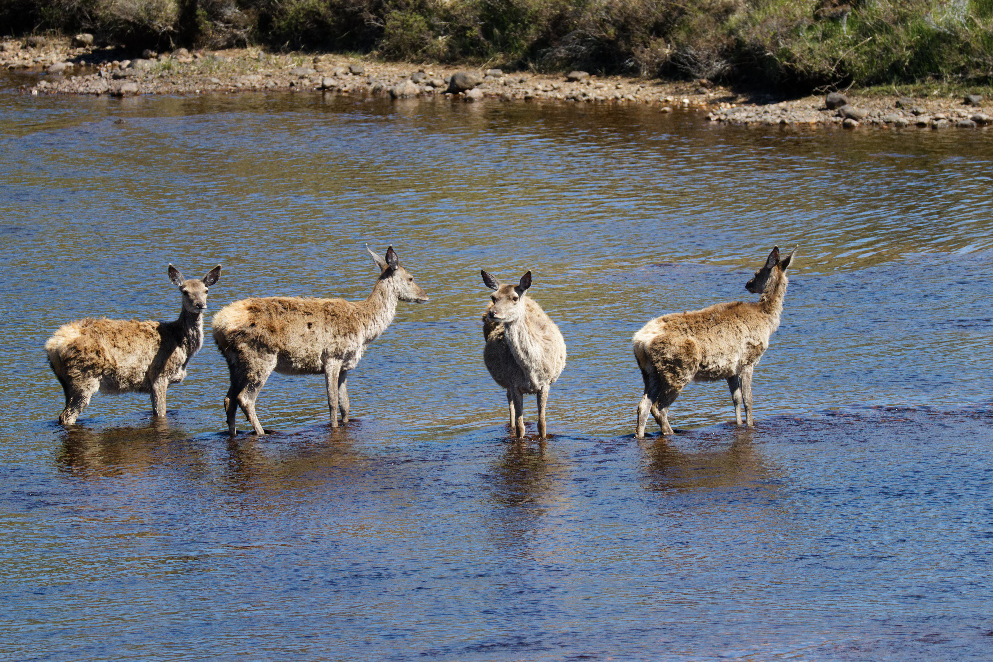 Cerf élaphe (biche)
