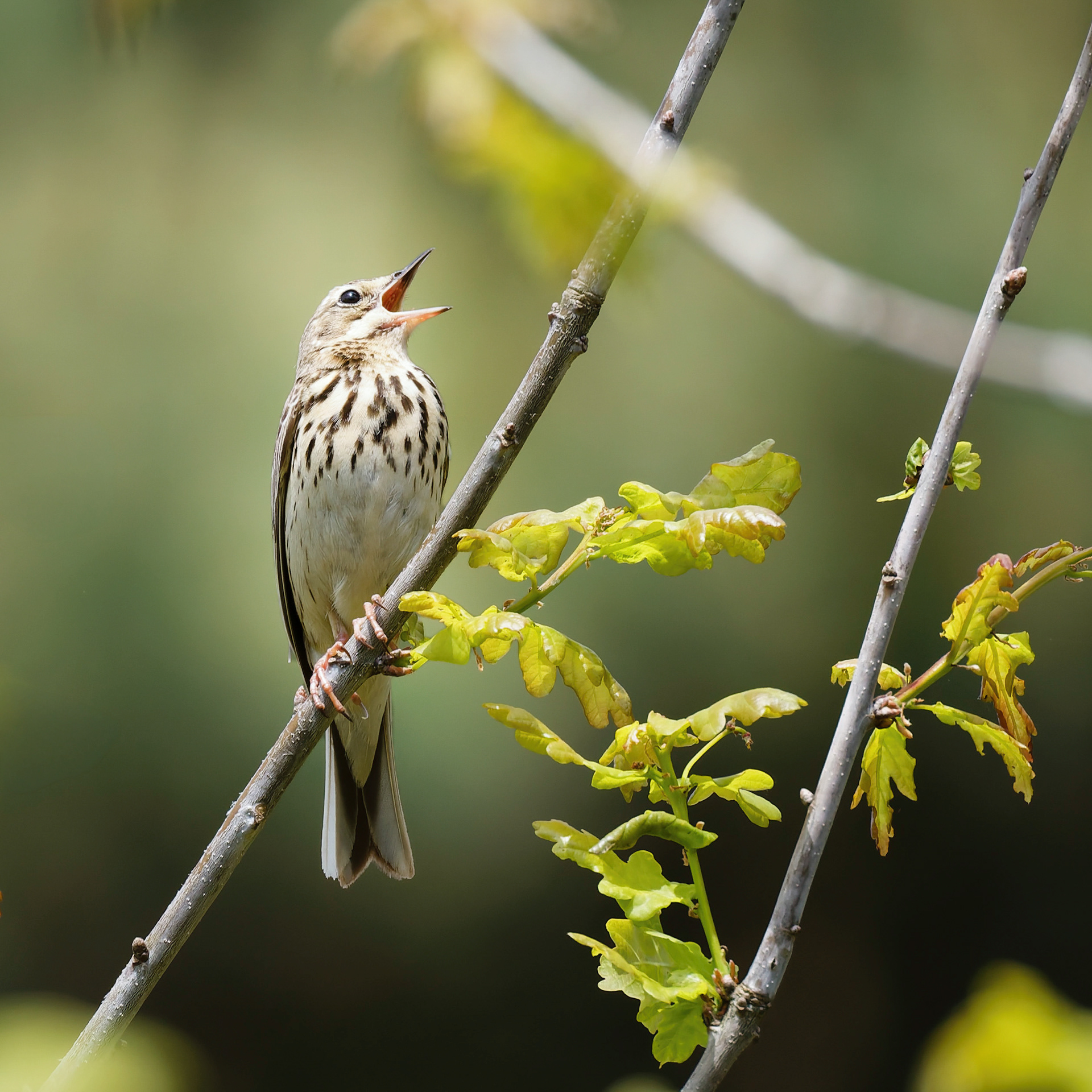 Pipit des arbres