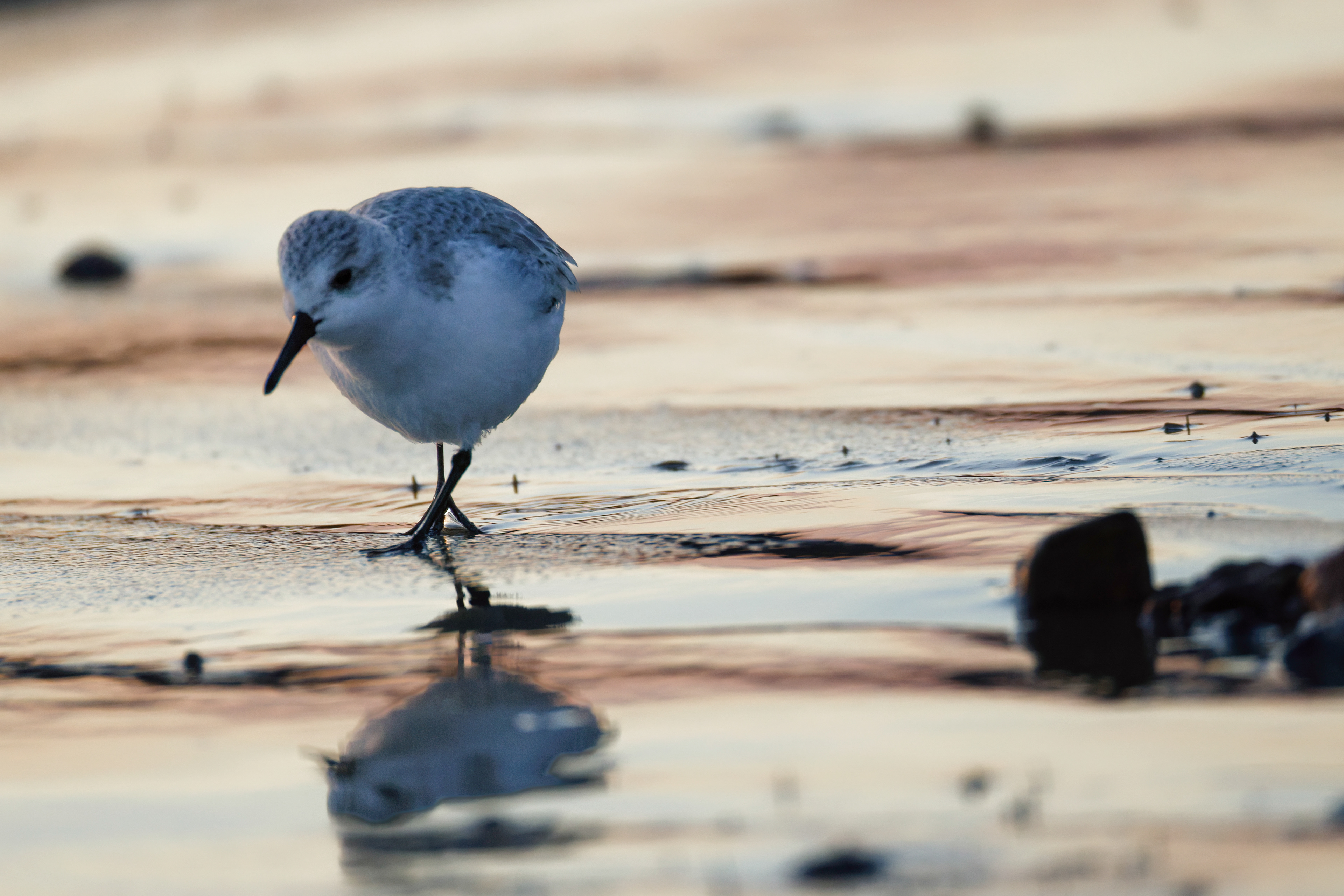 Bécasseau Sanderling