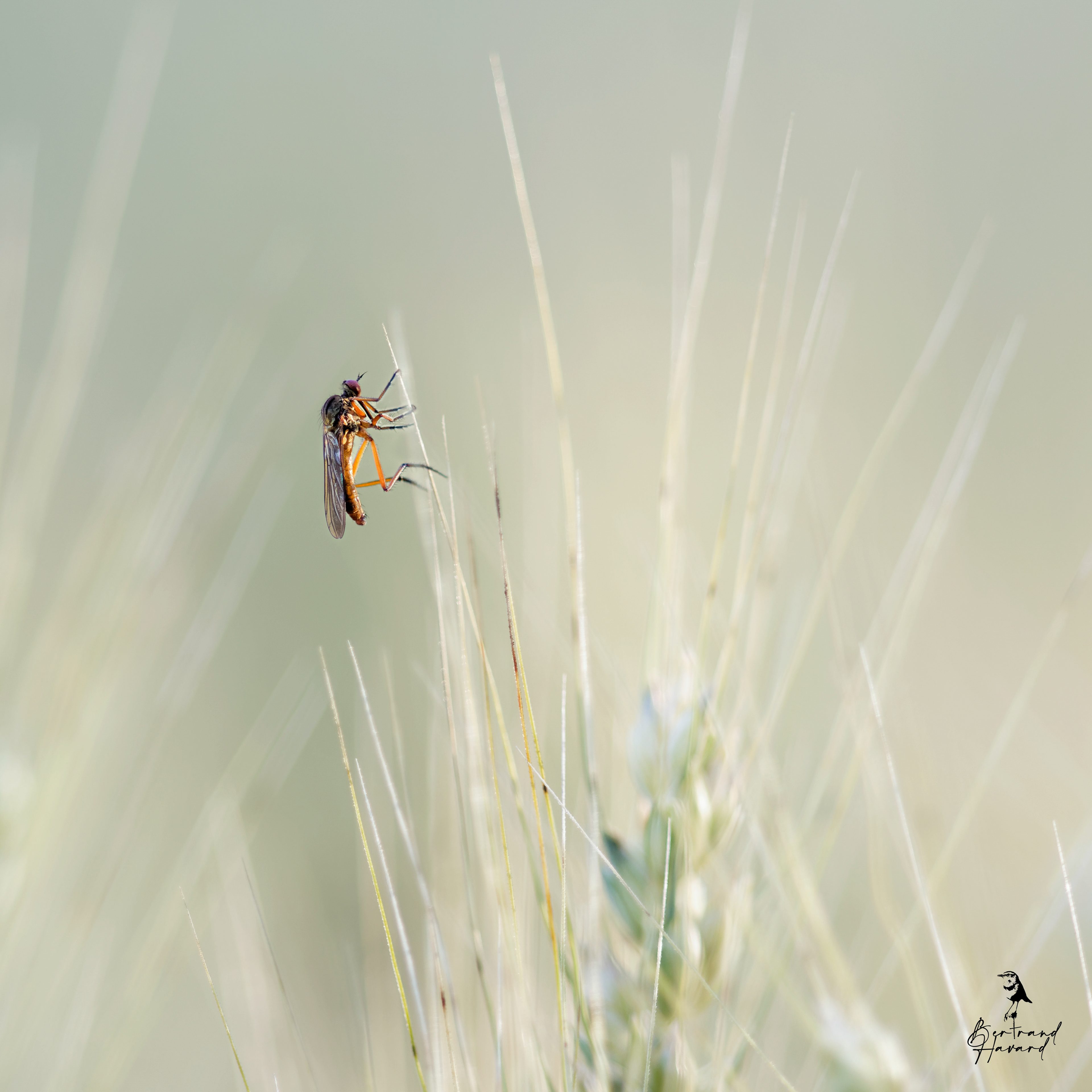 Empis stercorea