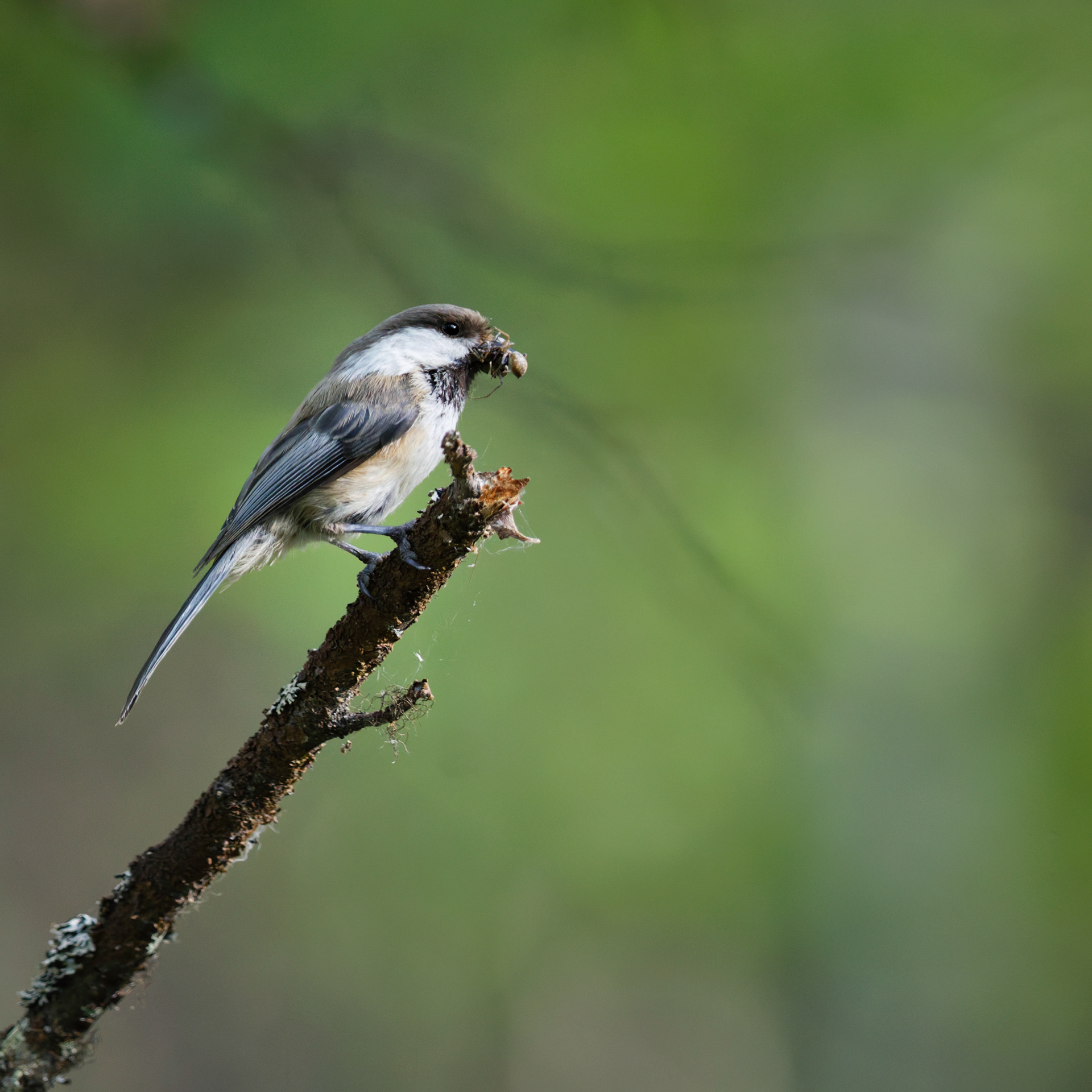 Mésange lapone