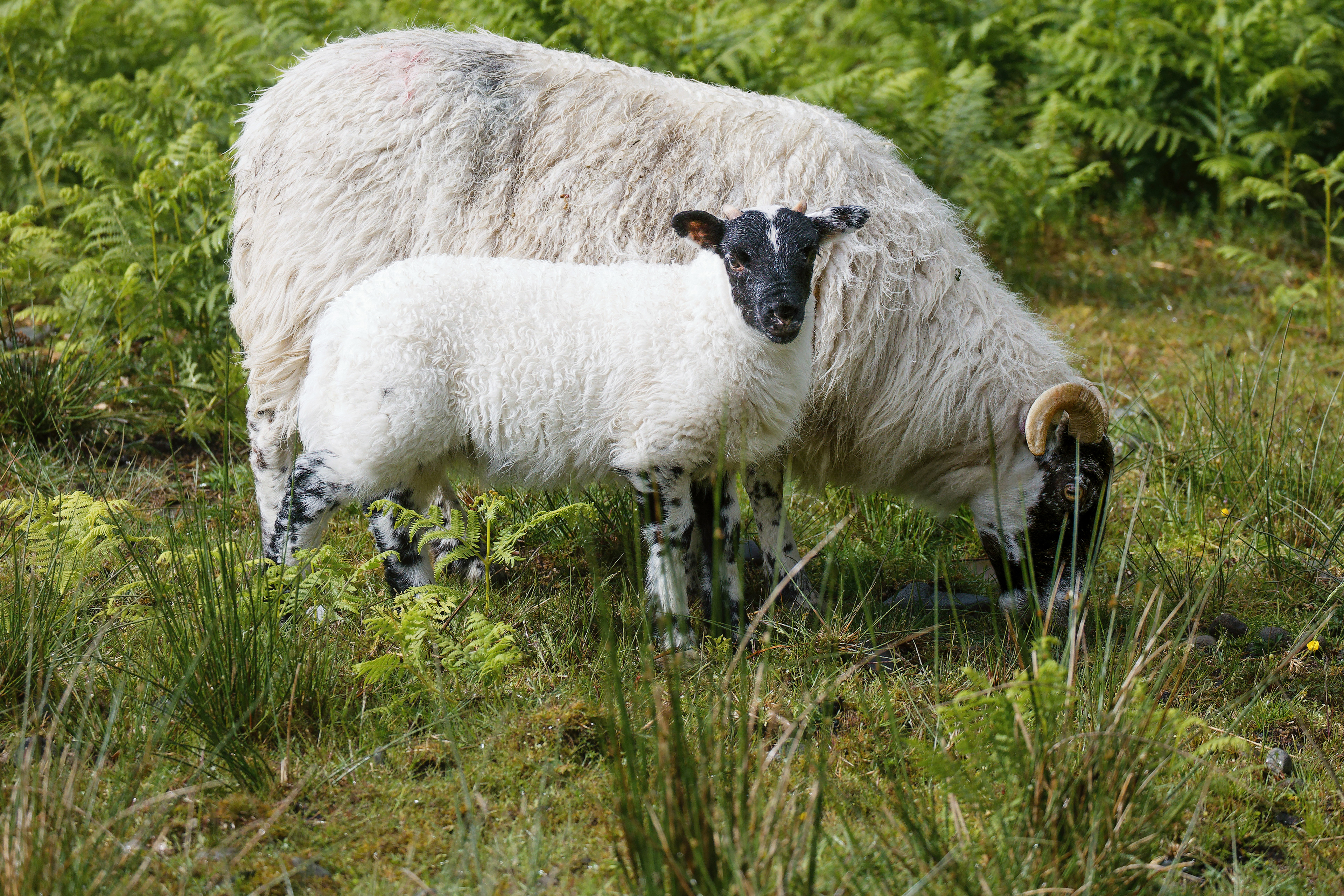 Mouton