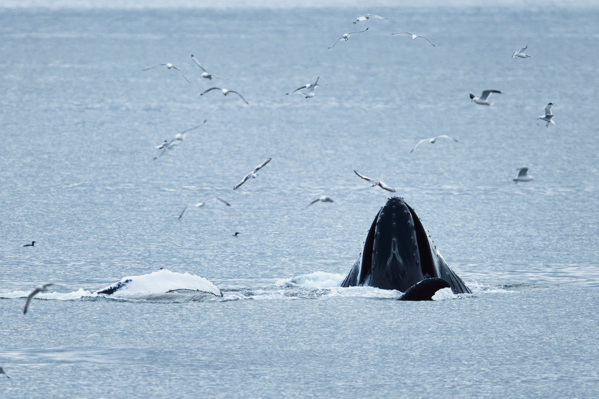 Baleine à bosses