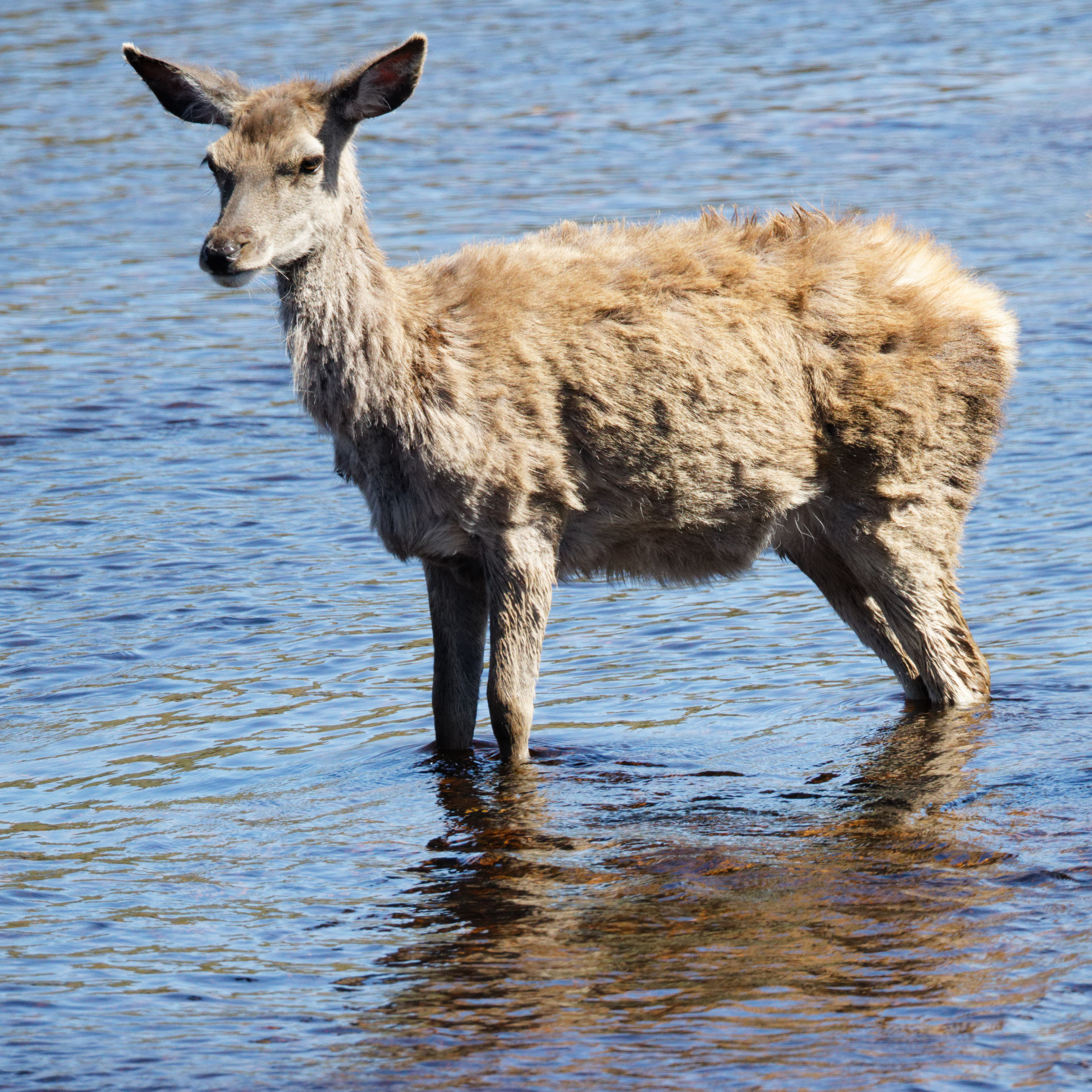 Cerf élaphe (biche)