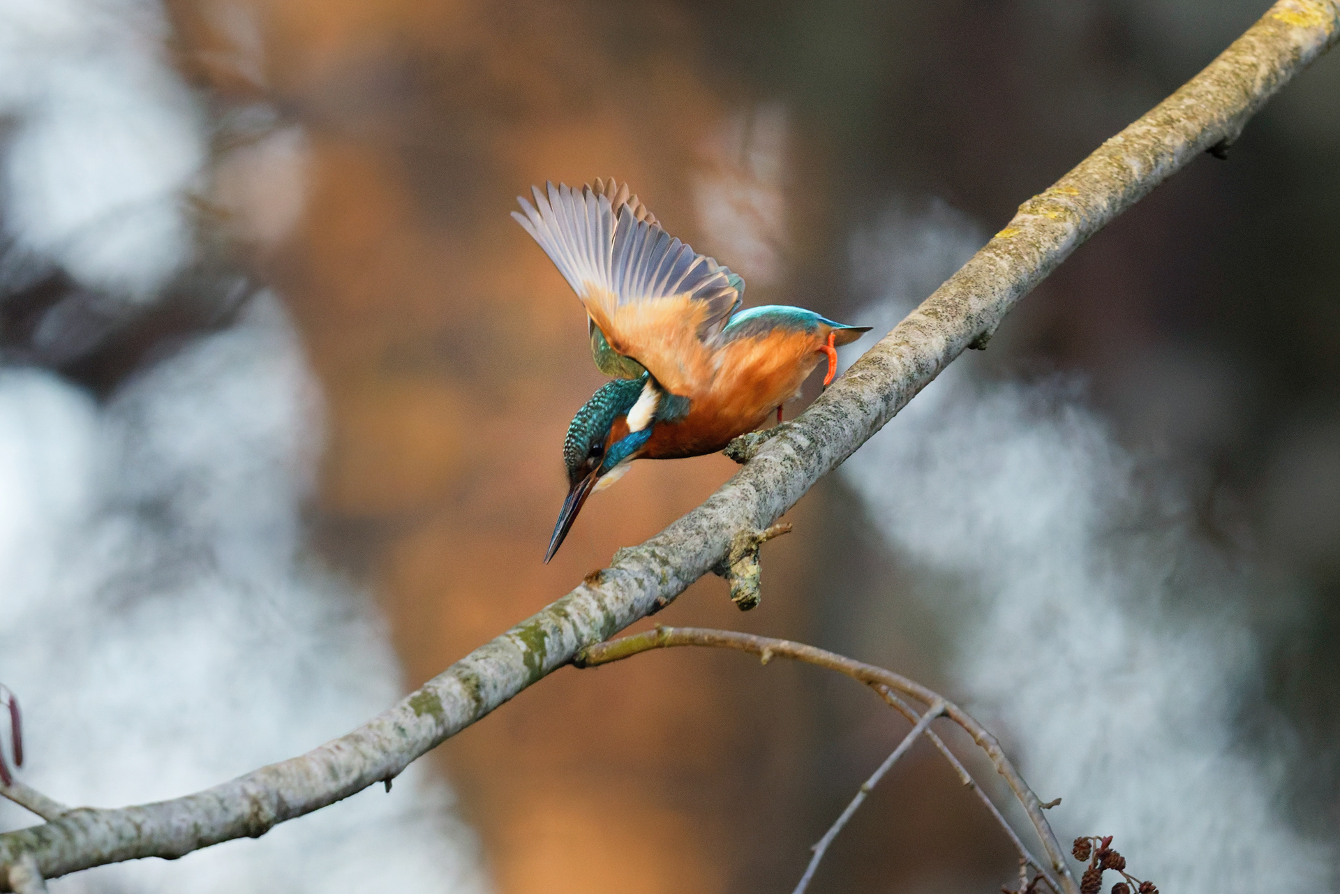 Martin pêcheur d'Europe